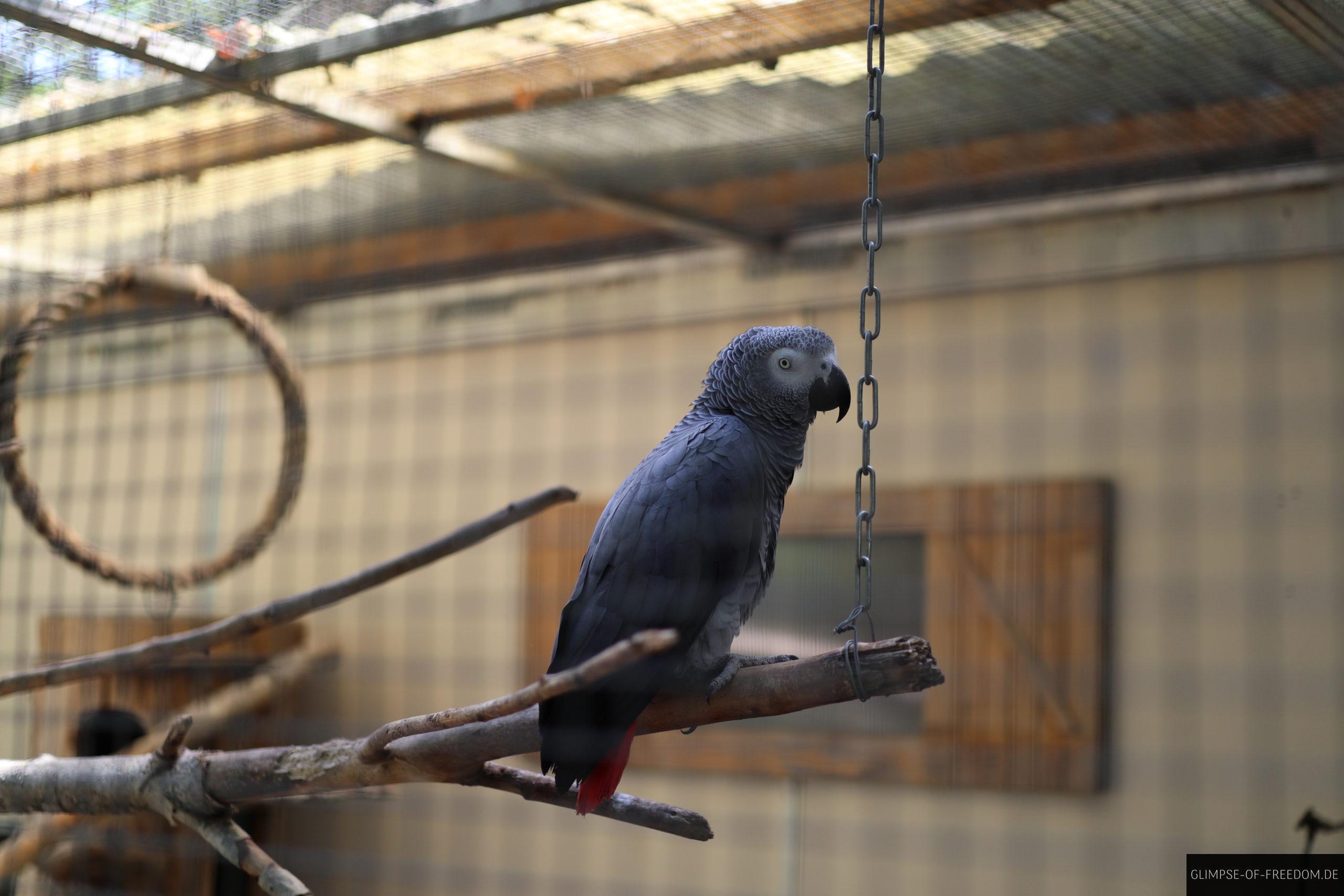 der graupapagai im vogelpark leopoldshafen scaled 1 der graupapagai im vogelpark leopoldshafen scaled
