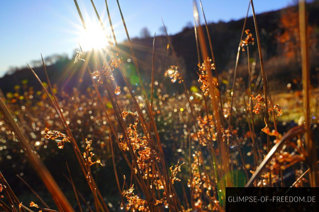 detailaufnahme von herbstlicher vegetation mit gegenlicht in den bergen korsikas detailaufnahme von herbstlicher vegetation mit gegenlicht in den bergen korsikas