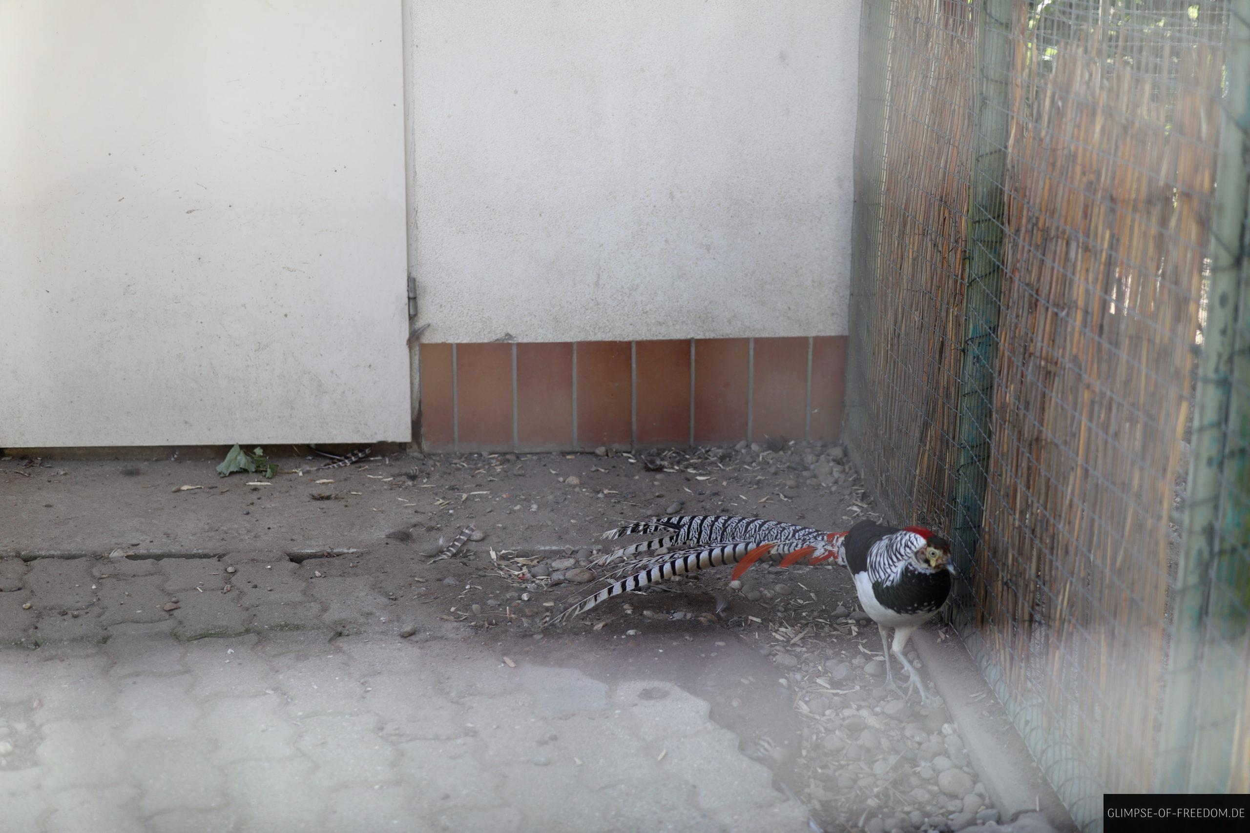 diamantfasan scaled 1 diamantfasan scaled