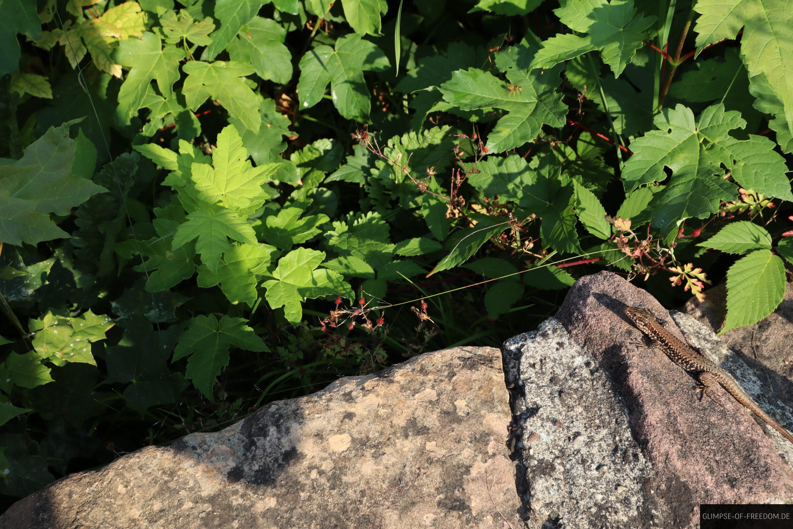 eidechse an der hinterburg scaled 1 eidechse an der hinterburg scaled