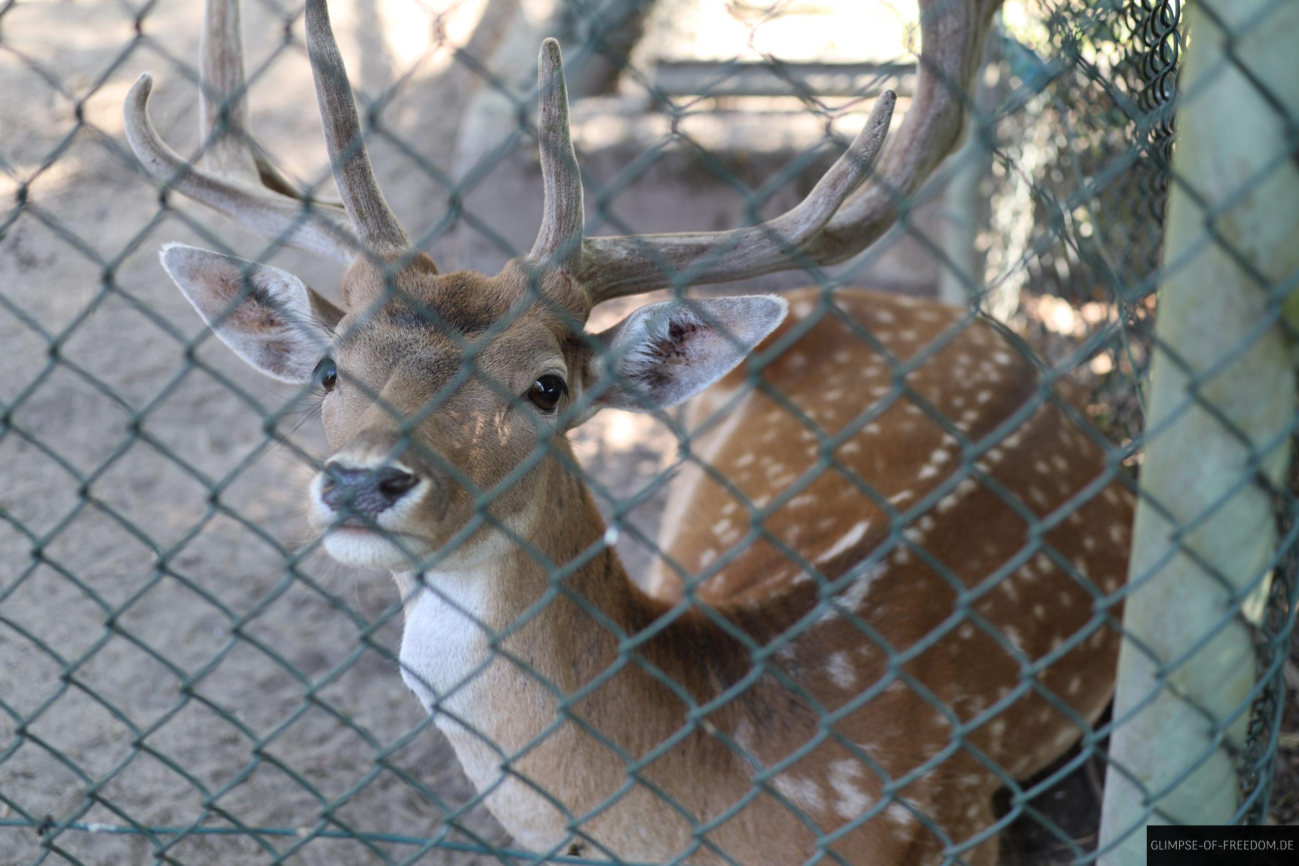 europaeischer hisch von nahem scaled 1 europaeischer hisch von nahem scaled