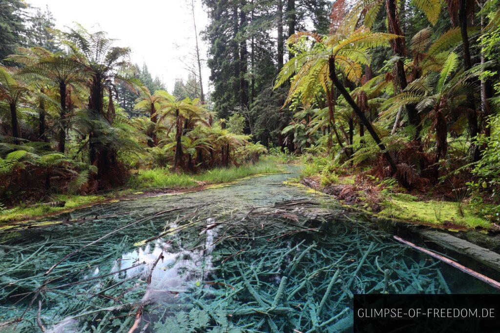 fantastischer kleiner See inmitten des Redwood Forest