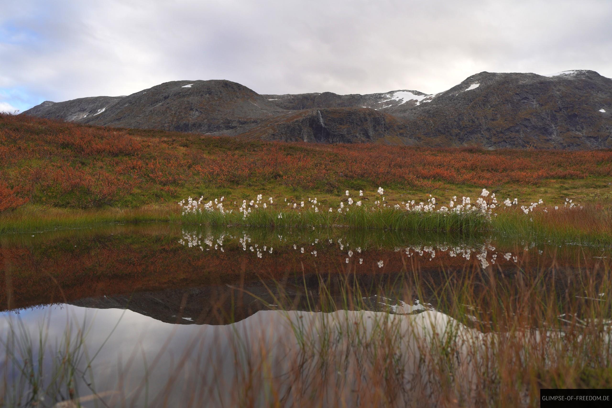 geniale pflanzenwelt auf der geiranger trollstigen route geniale pflanzenwelt auf der geiranger trollstigen route