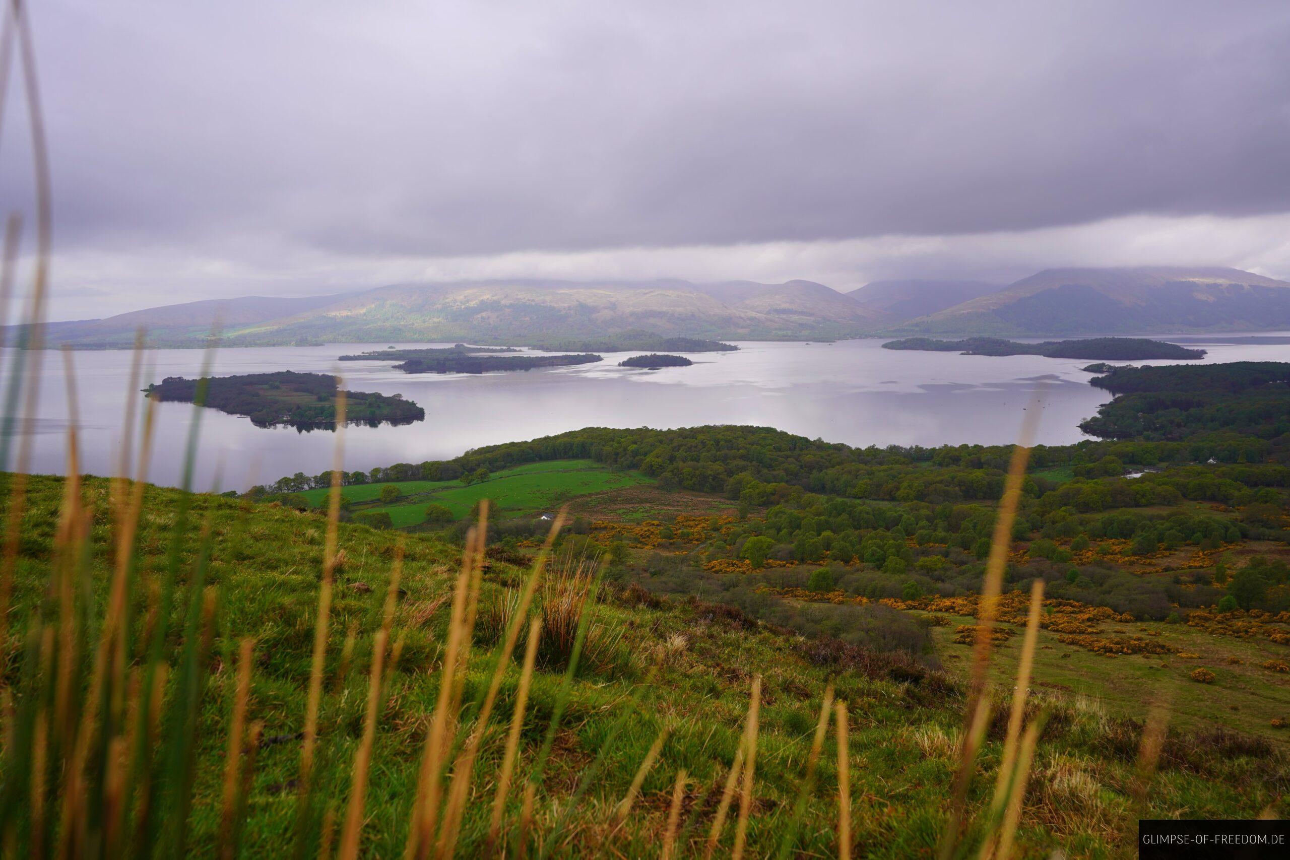 graeser und Loch Lomond im Hintergrund scaled gräser und Loch Lomond im Hintergrund