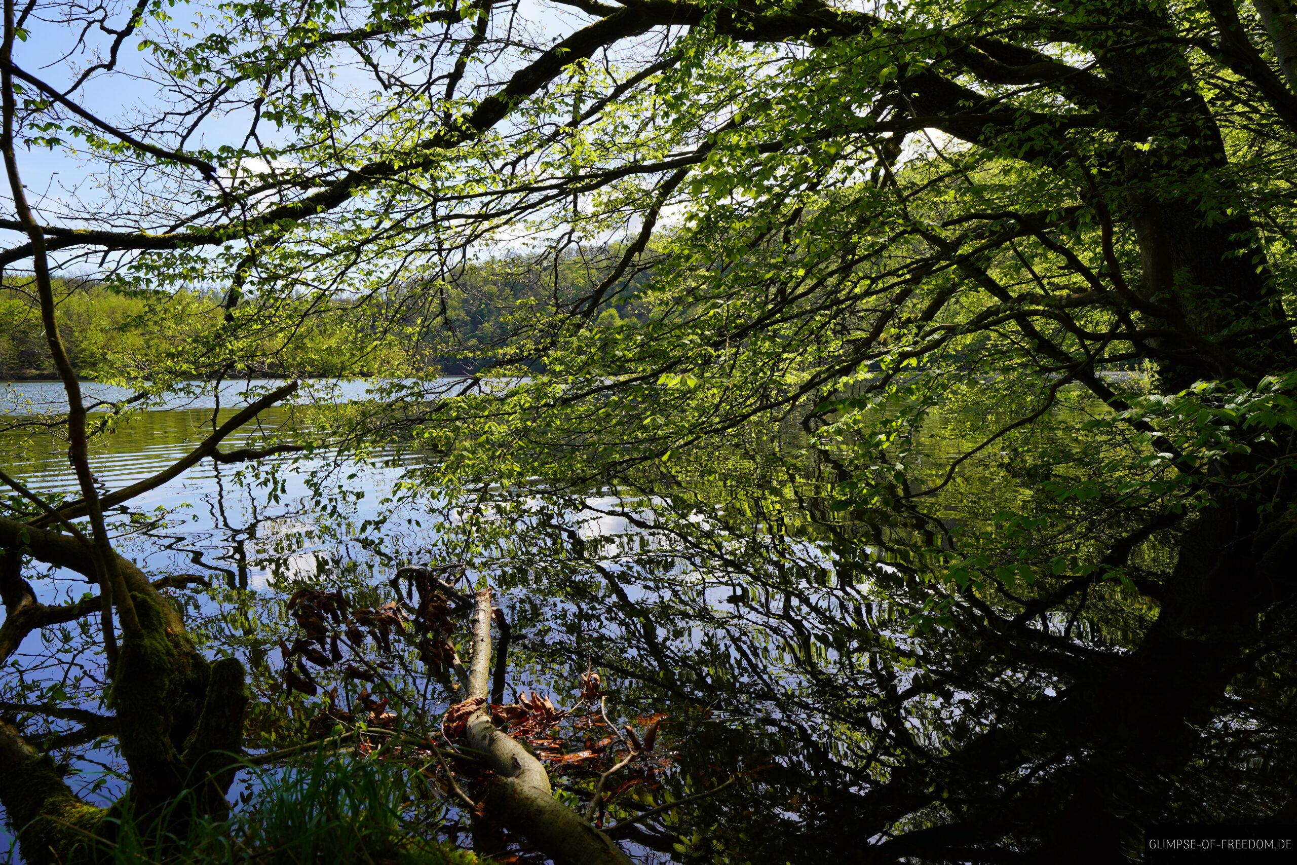 idyllisches Waldufer scaled idyllisches Waldufer