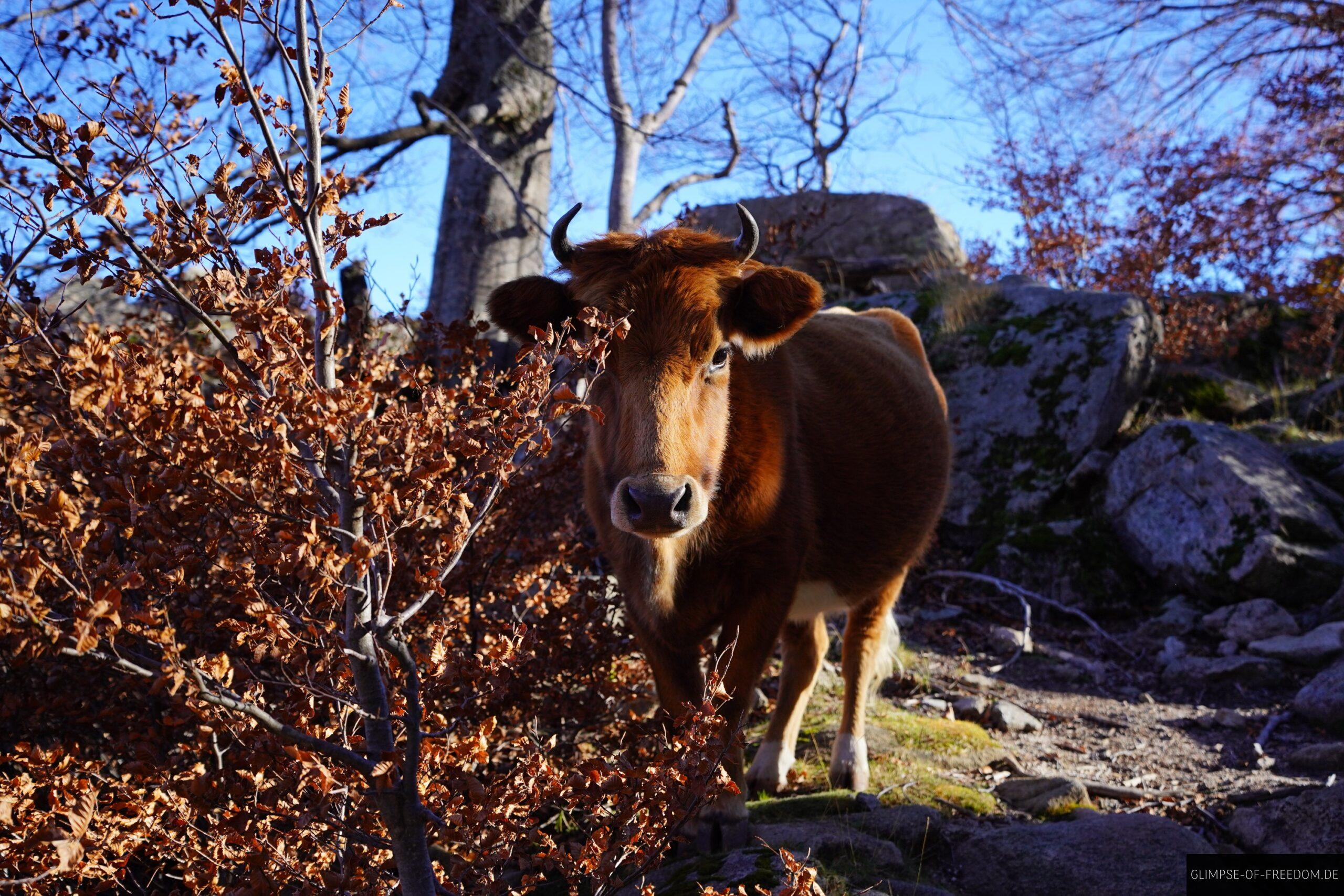korsika kuh berglandschaft pozzi seen scaled korsika kuh berglandschaft pozzi seen scaled