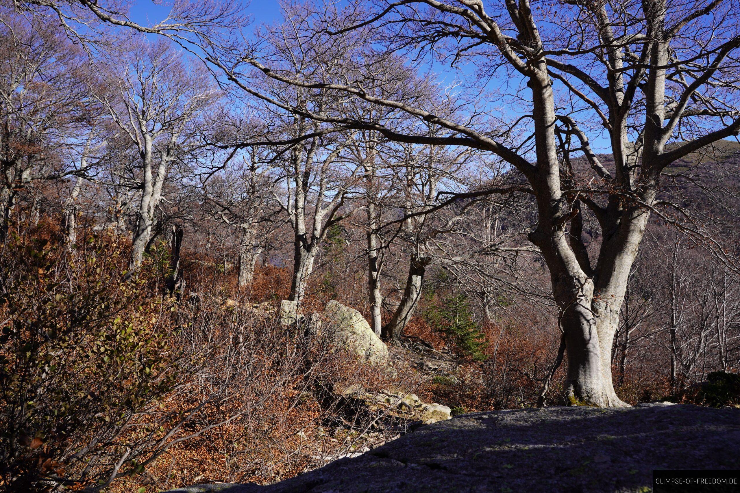 korsika wanderung wald felsen herbst scaled Korsika Wanderung: Baumgruppe im Wald mit Felsen und herbstlicher Vegetation unter blauem Himmel.