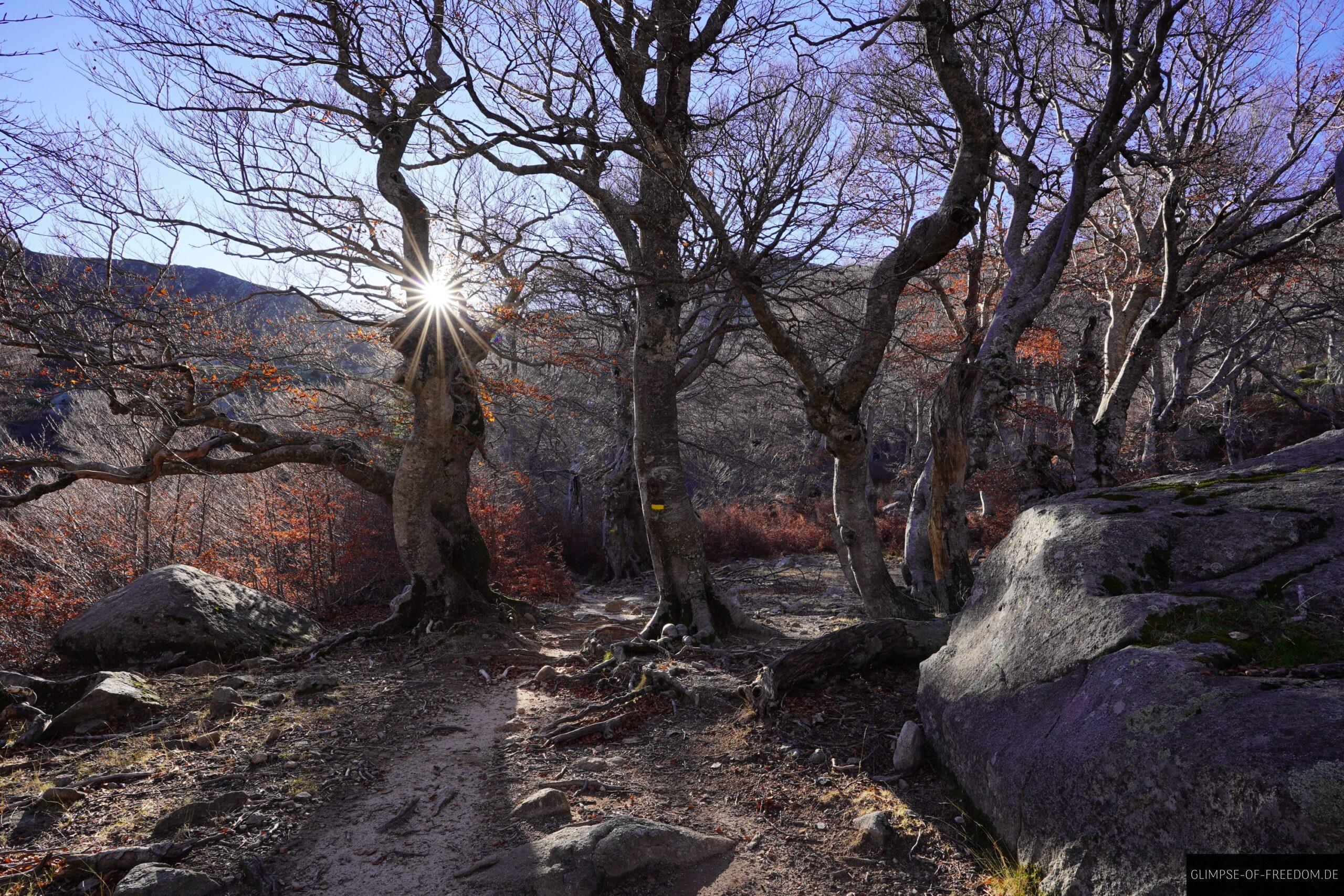korsika wanderweg wald felsen sonnenstern scaled korsika wanderweg wald felsen sonnenstern scaled