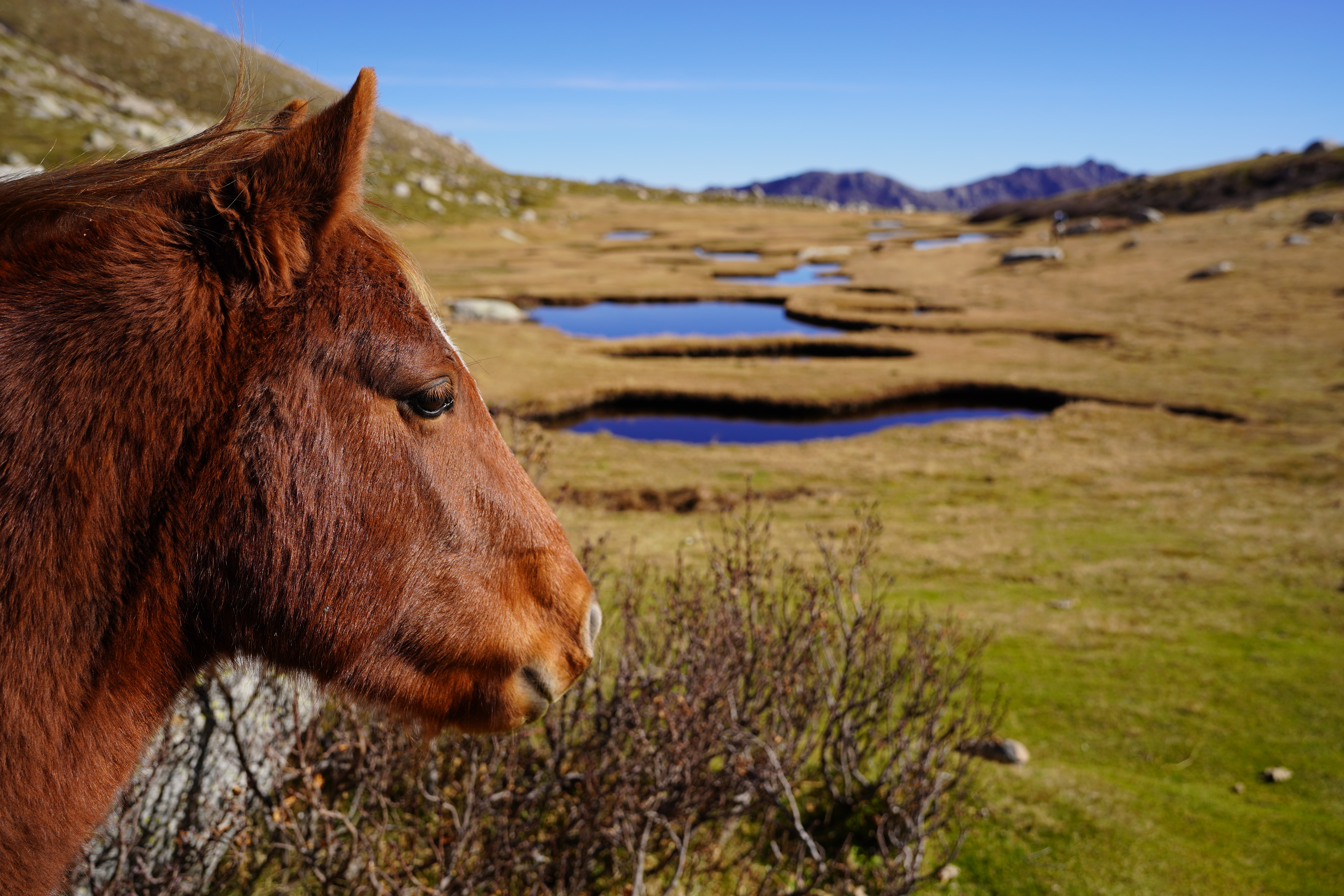 korsika wildpferd pozzi seen wanderung Braunes Wildpferd auf Korsika vor Moorlandschaft. Pozzi Seen Wanderung.