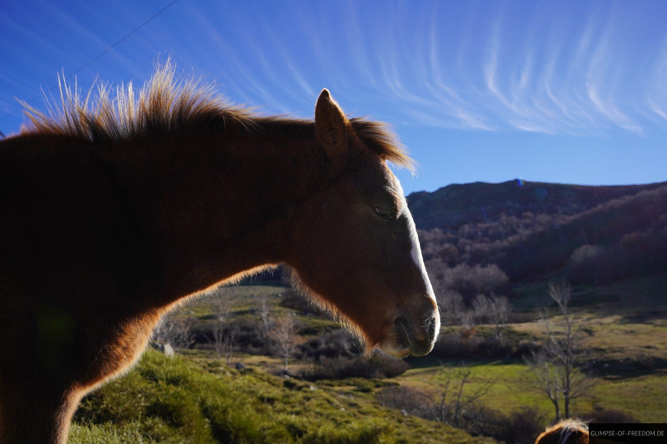 korsika wildpferd pozziseen wanderung bergpanorama scaled Braunes Wildpferd auf Korsika vor Bergpanorama und blauem Himmel mit Wolken. Pozzi Seen Wanderung.