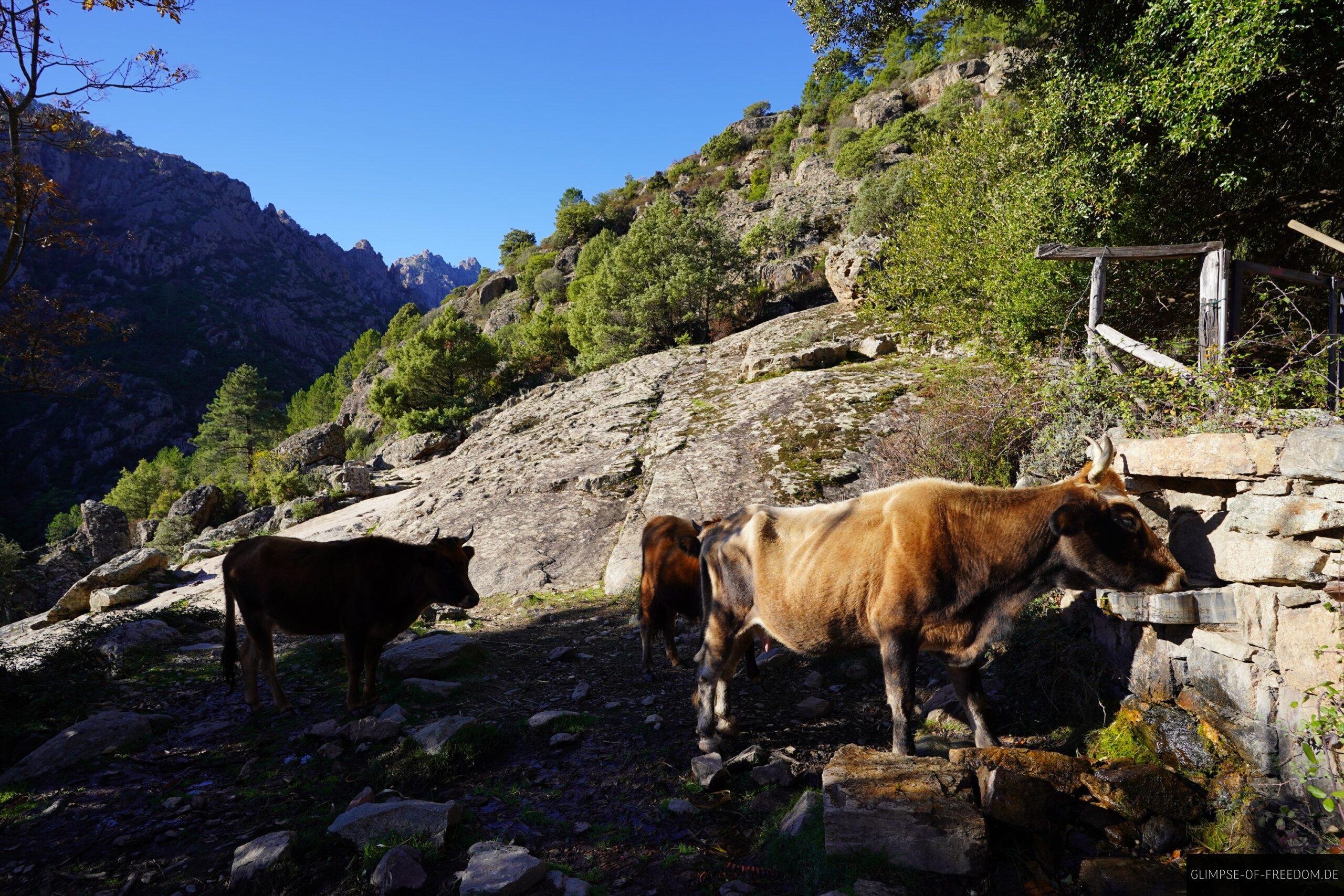 kuehe trinken quelle tavignano schlucht korsika scaled Kühe trinken aus einer Quelle in der Tavignano Schlucht, Korsika. Berglandschaft im Hintergrund.