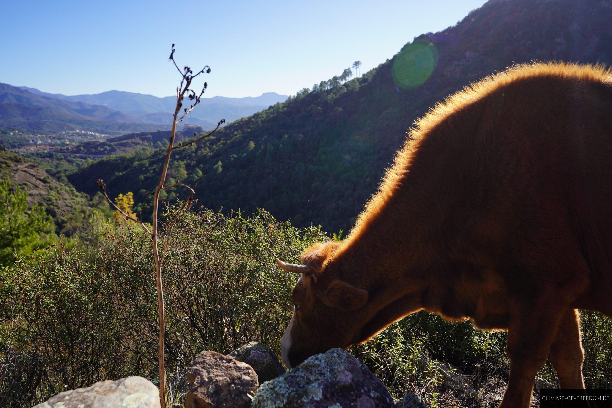 kuh weidet berge korsika tavignano scaled Braune Kuh weidet in den Bergen Korsikas. Tavignano Schlucht Wanderung im Hintergrund.