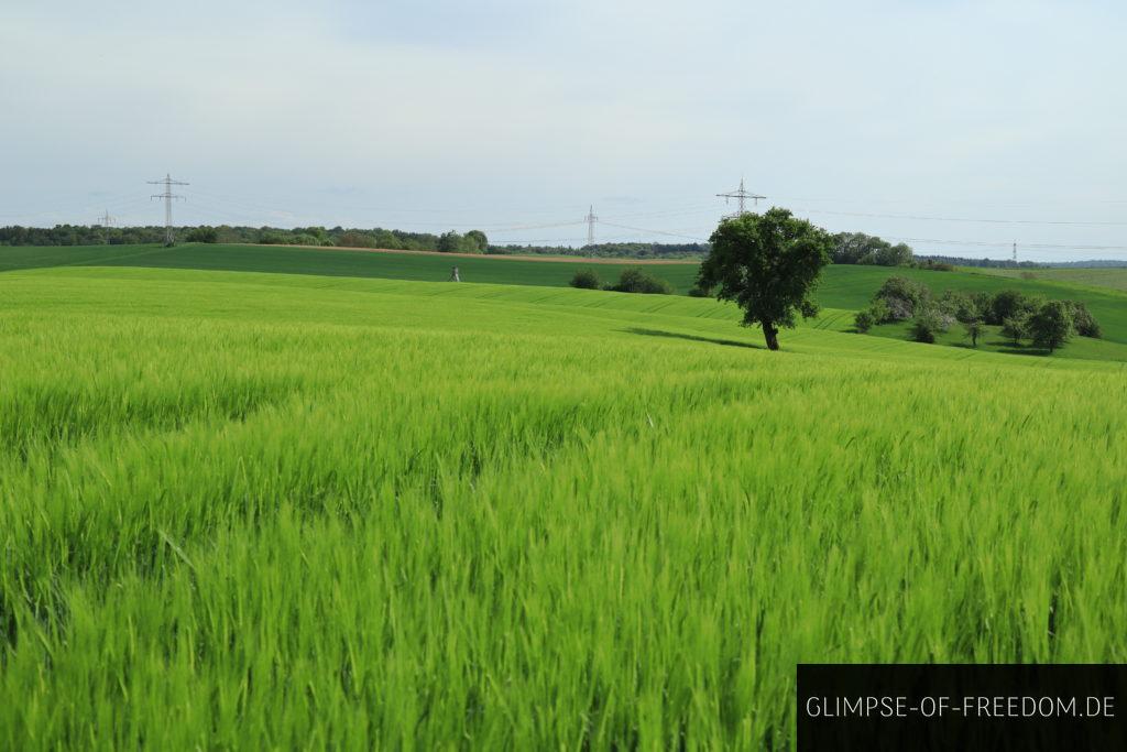 leuchtend grüne Felder am Gauangelloch Höhenweg