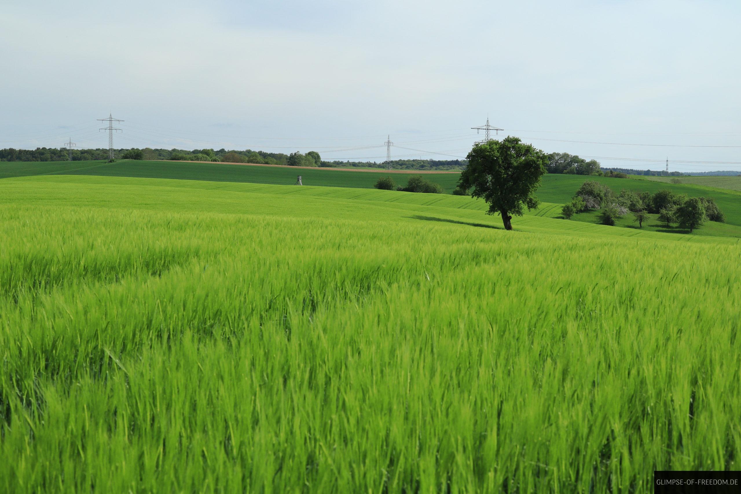 leuchtend gruene Felder am Gauangelloch Hoehenweg scaled leuchtend grüne Felder am Gauangelloch Höhenweg