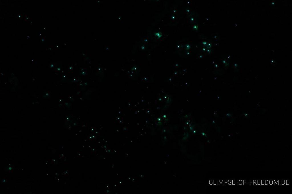 Magische Glow Worms in den Waipu Caves