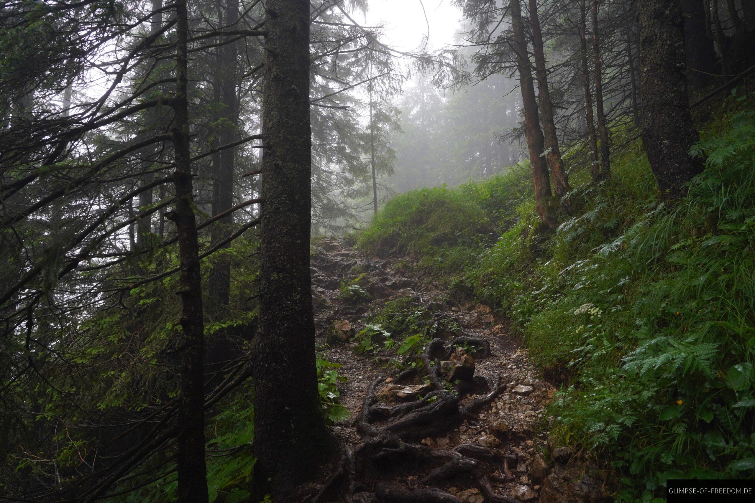 magischer Waldweg scaled magischer Waldweg