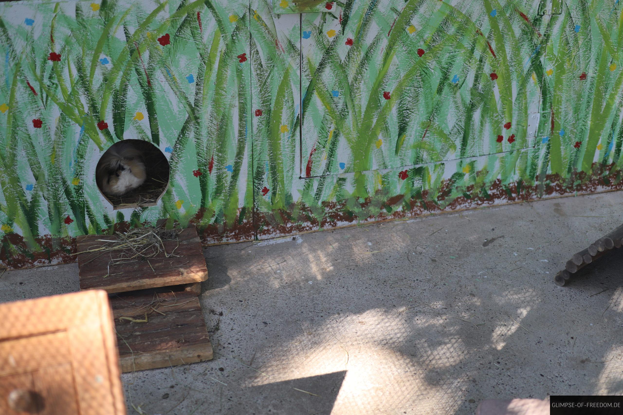 meerschweinchen im vogelpark scaled 1 meerschweinchen im vogelpark scaled