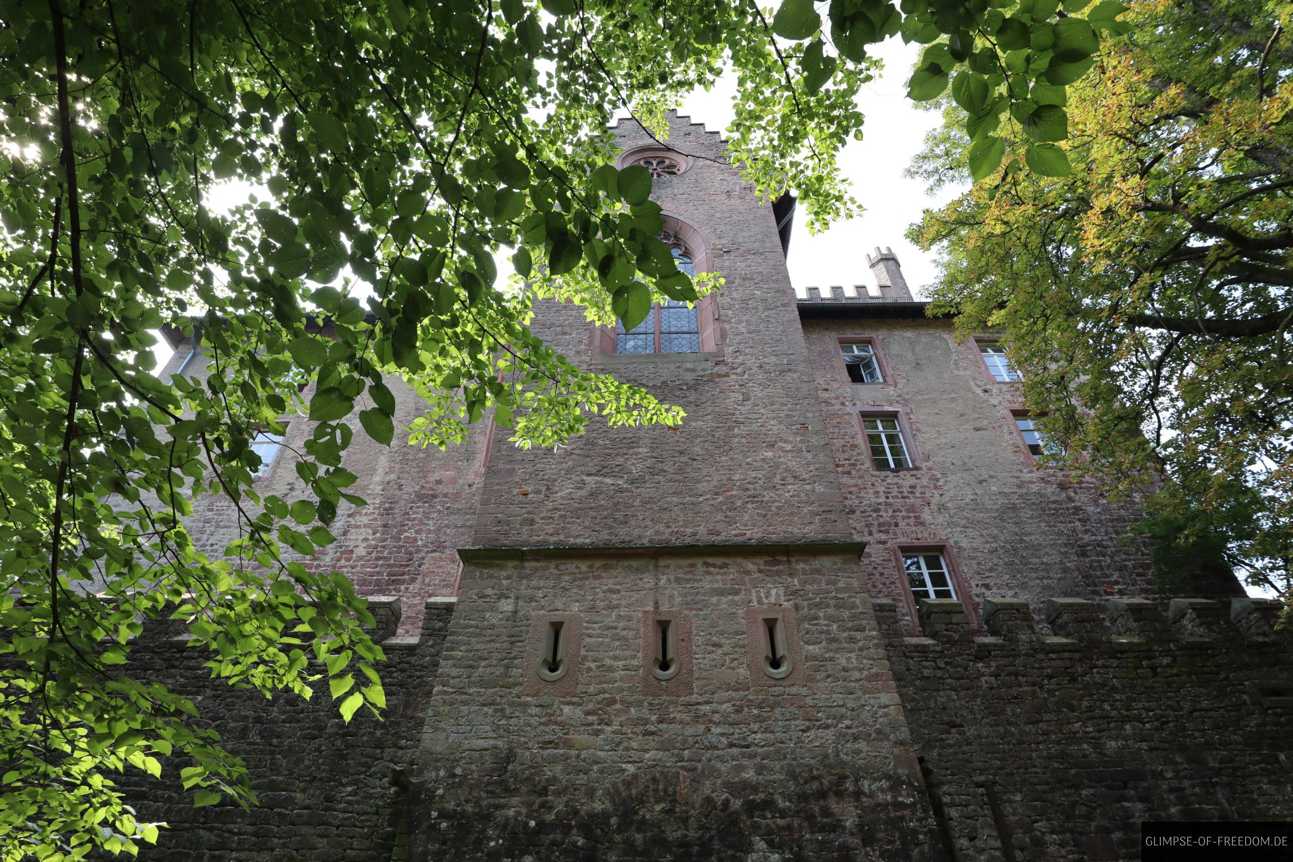 mittelburg blick unter baum scaled 1 mittelburg blick unter baum scaled
