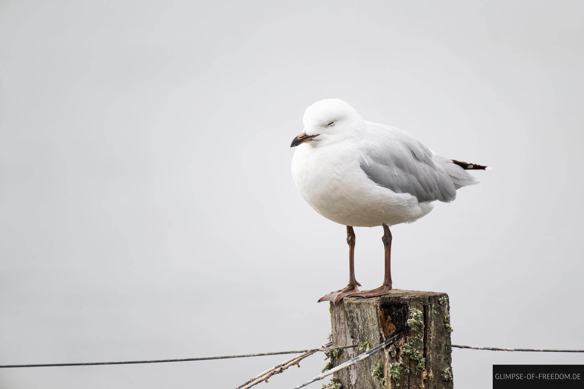 moeve cliffs of moher möve cliffs of moher