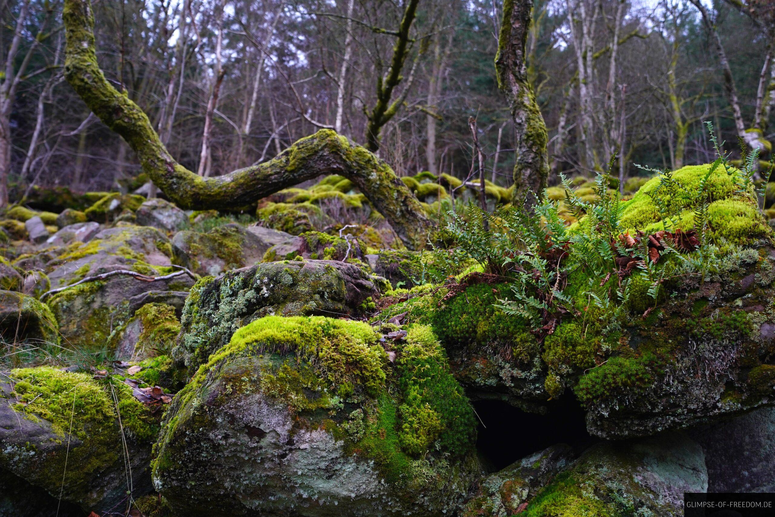 moosbewachsenes Felsenmeer Koenigstuhl scaled moosbewachsenes Felsenmeer Königstuhl
