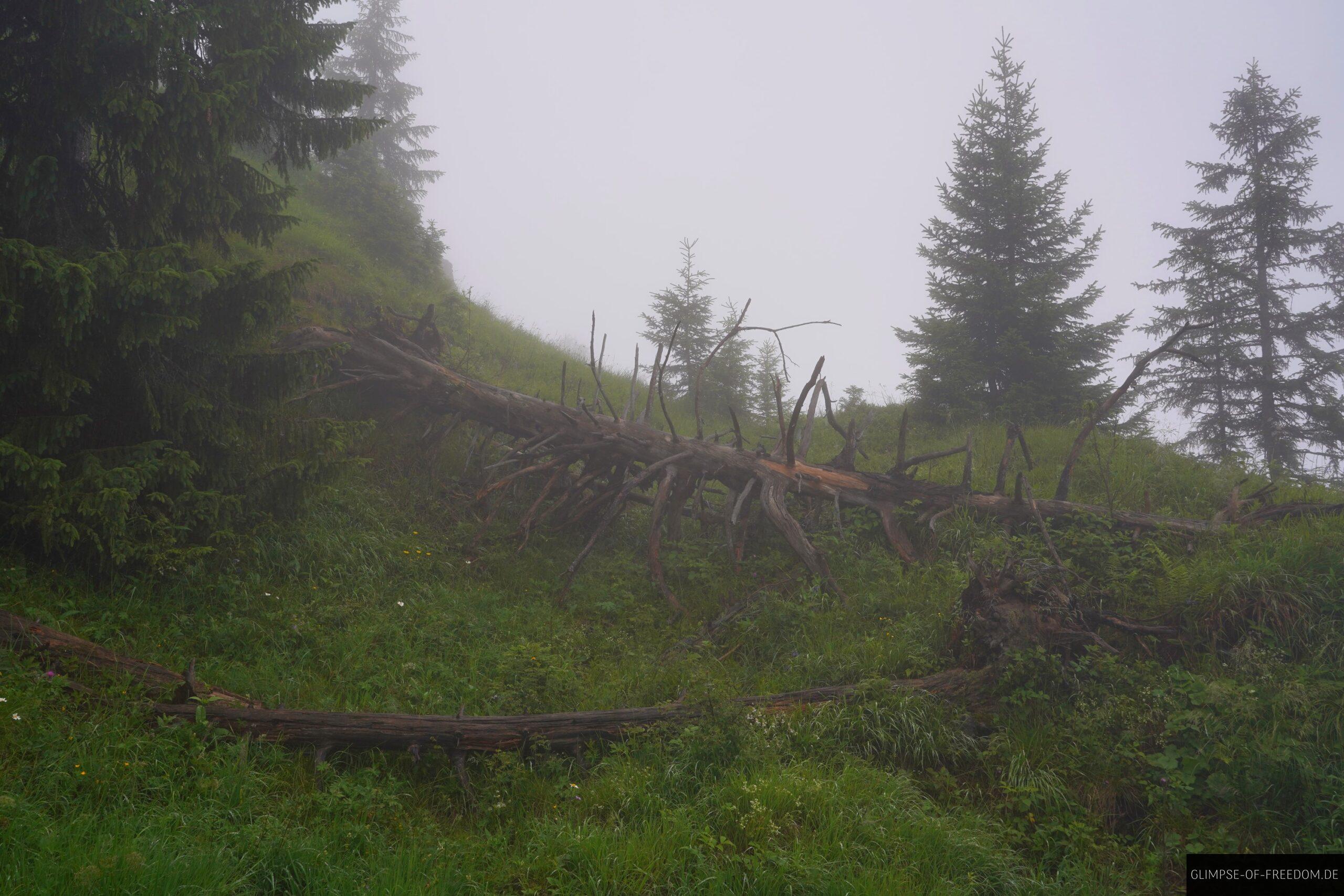 mystische Umgebung am Imberger Horn scaled mystische Umgebung am Imberger Horn