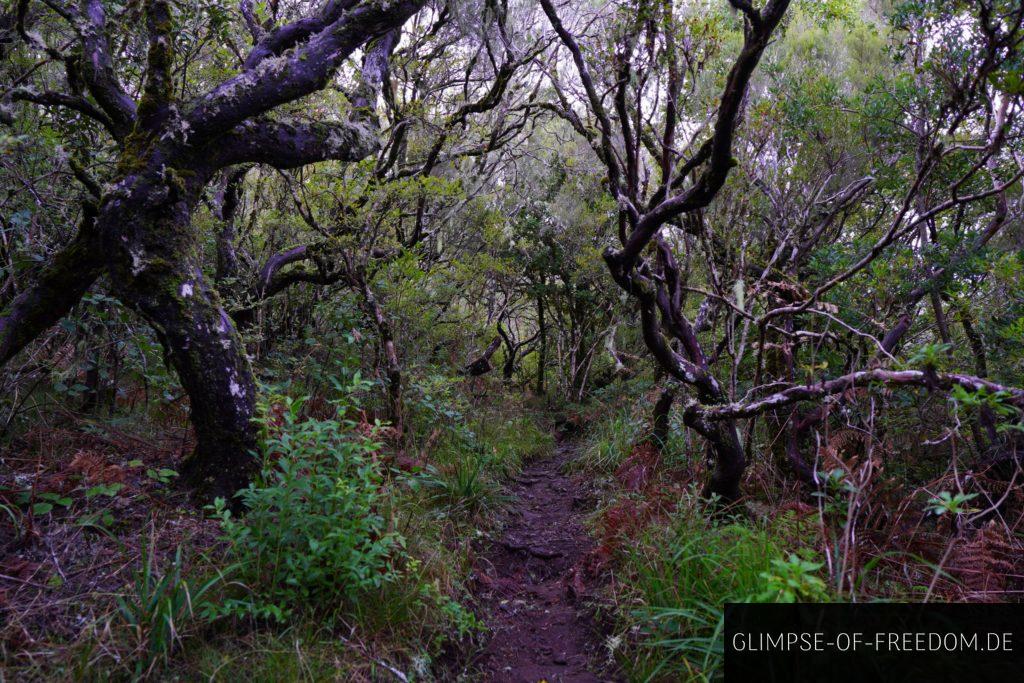 Mystischer Wald auf der Madeira PR17 Wanderung