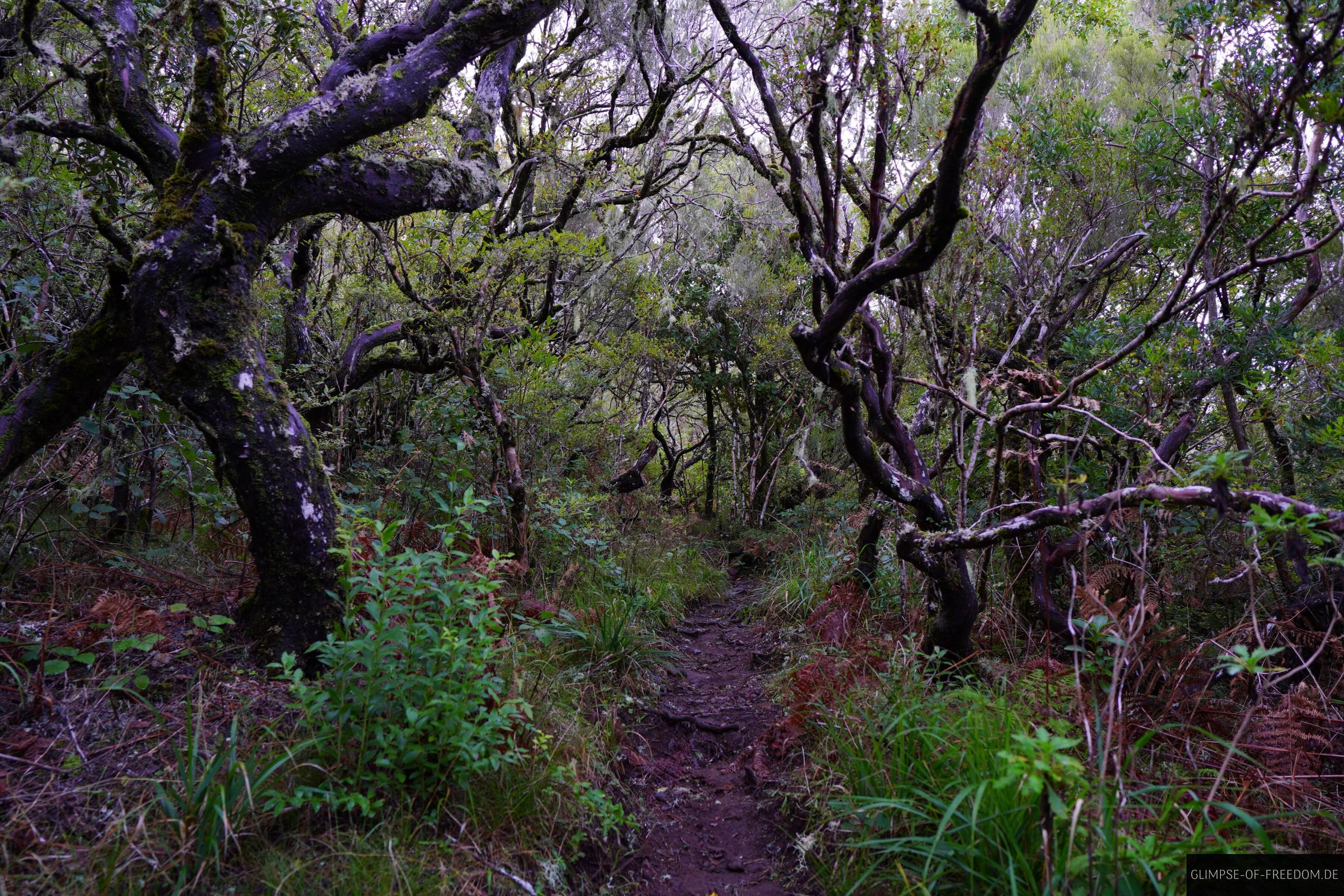 mystischer Wald auf der Madeira PR17 Wanderung Mystischer Wald auf der Madeira PR17 Wanderung