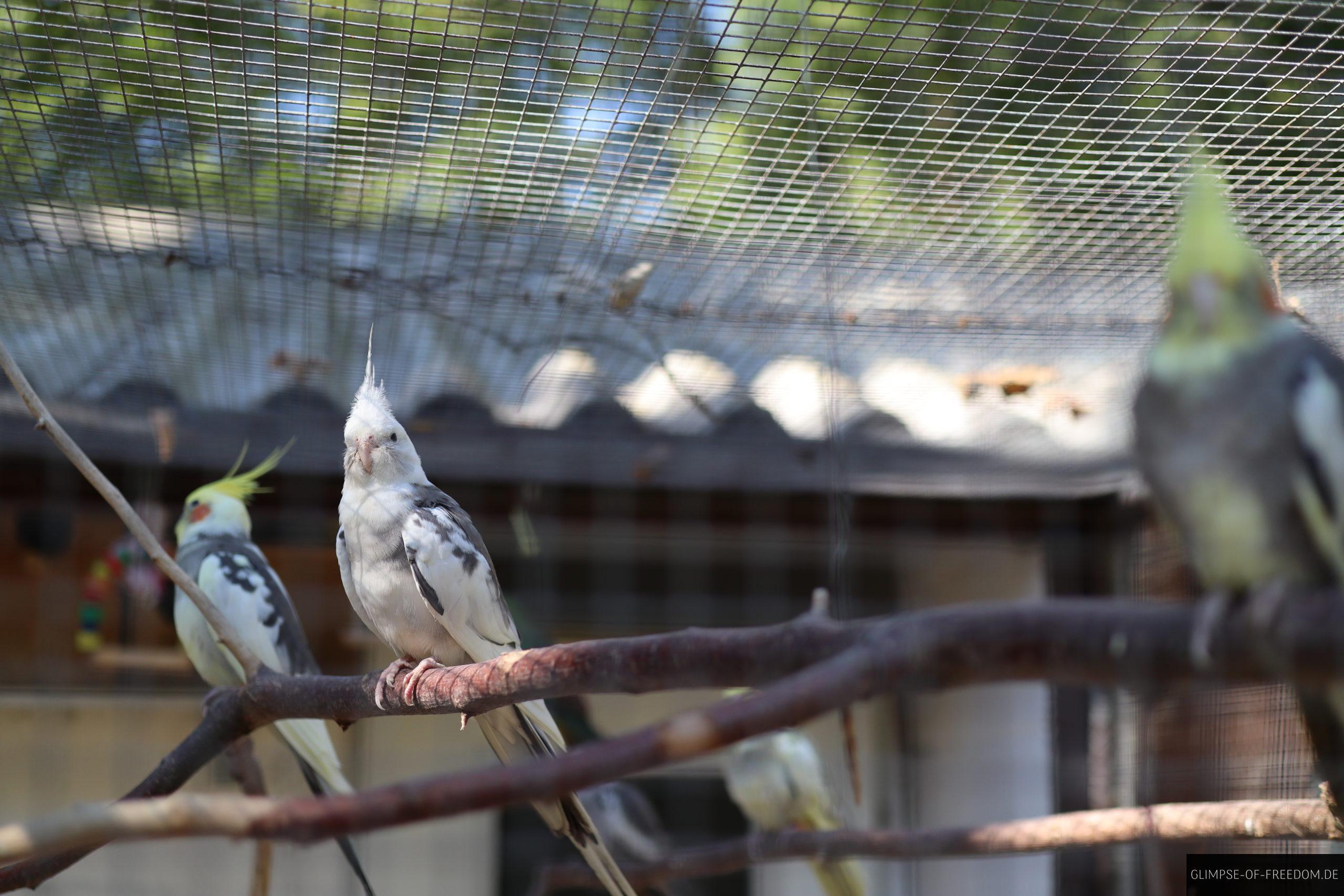 nymphensittich scaled 1 nymphensittich scaled