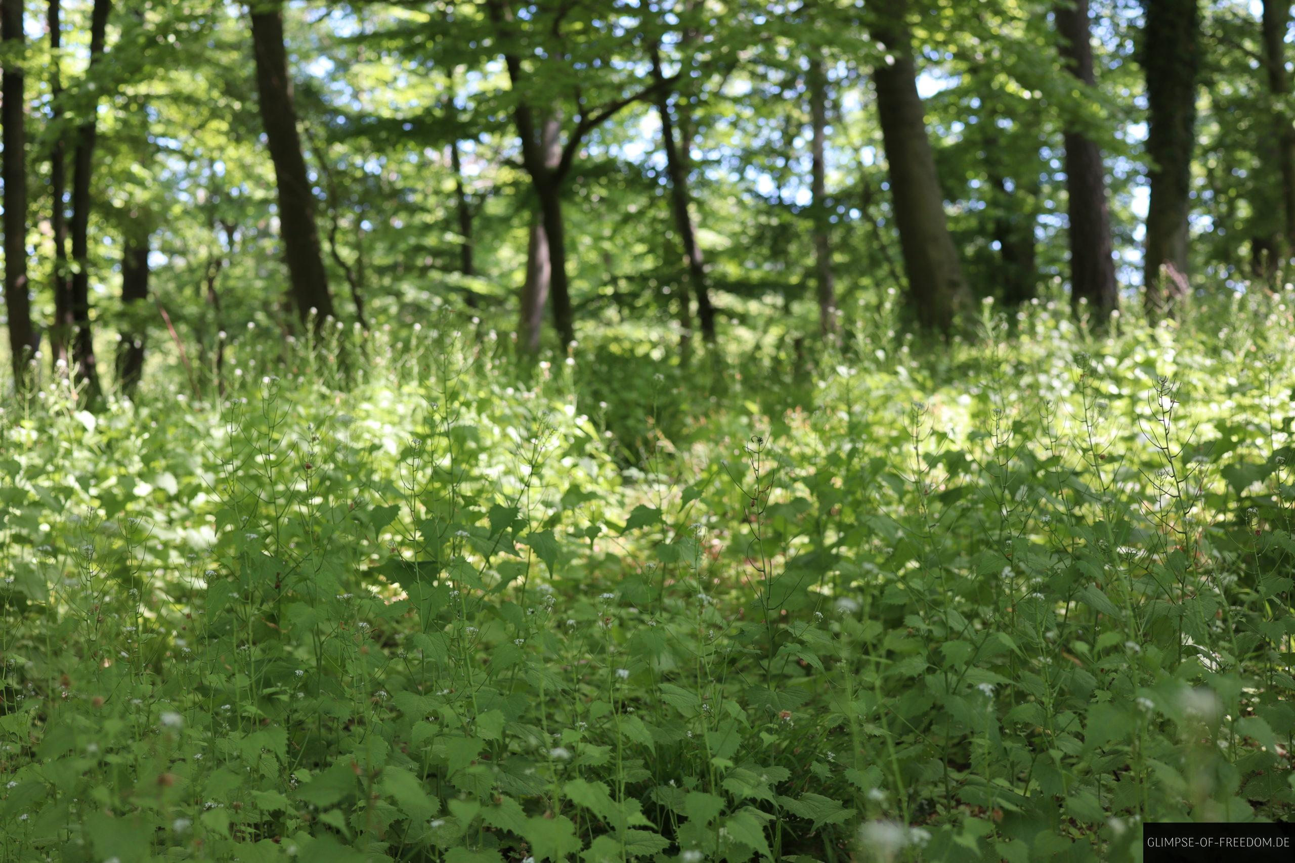 pflanzenwelt am melibokus scaled 1 pflanzenwelt am melibokus scaled