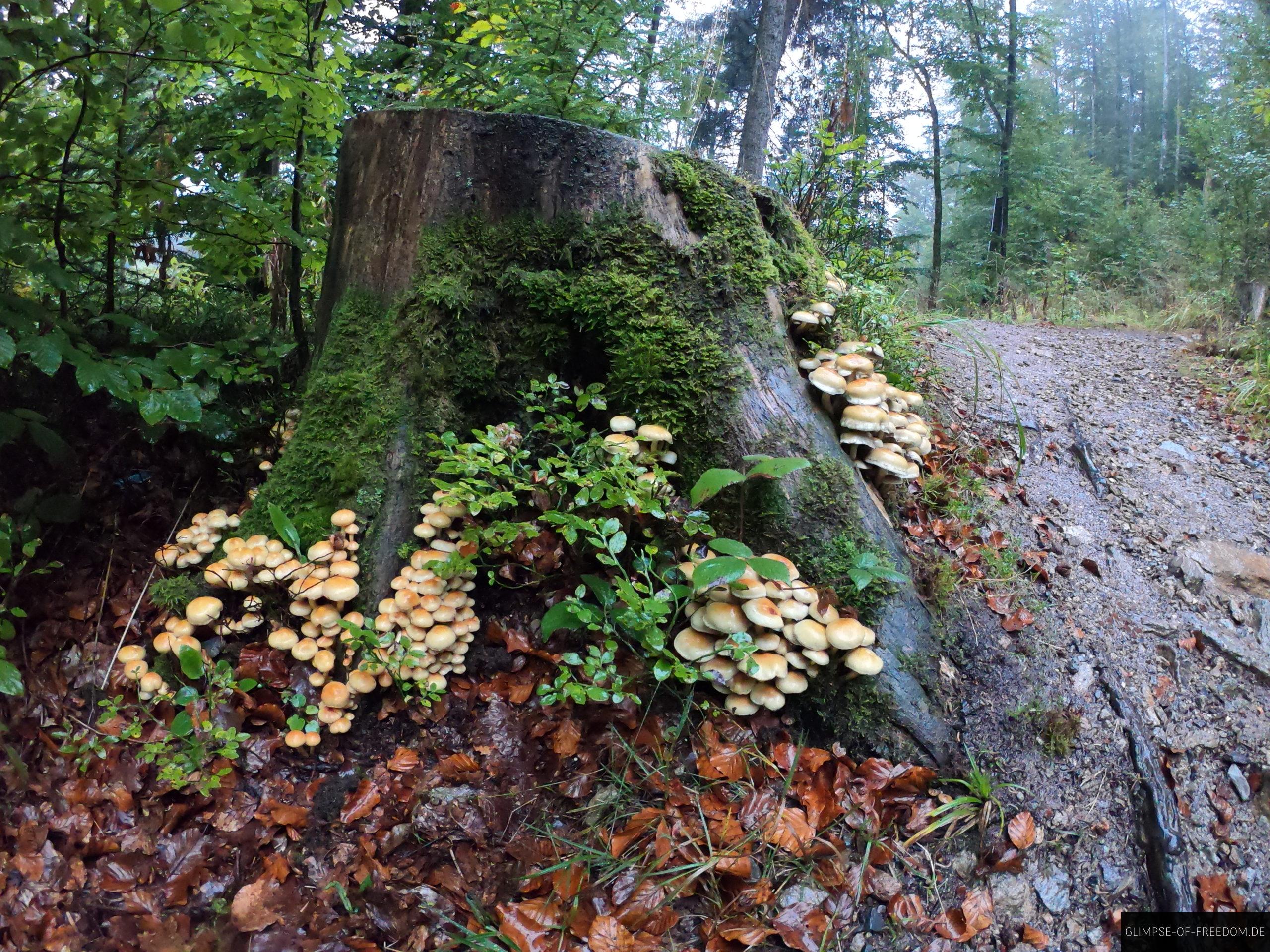 pilze am baustumpf an den fahler wasserfaellen scaled 1 pilze am baustumpf an den fahler wasserfaellen scaled