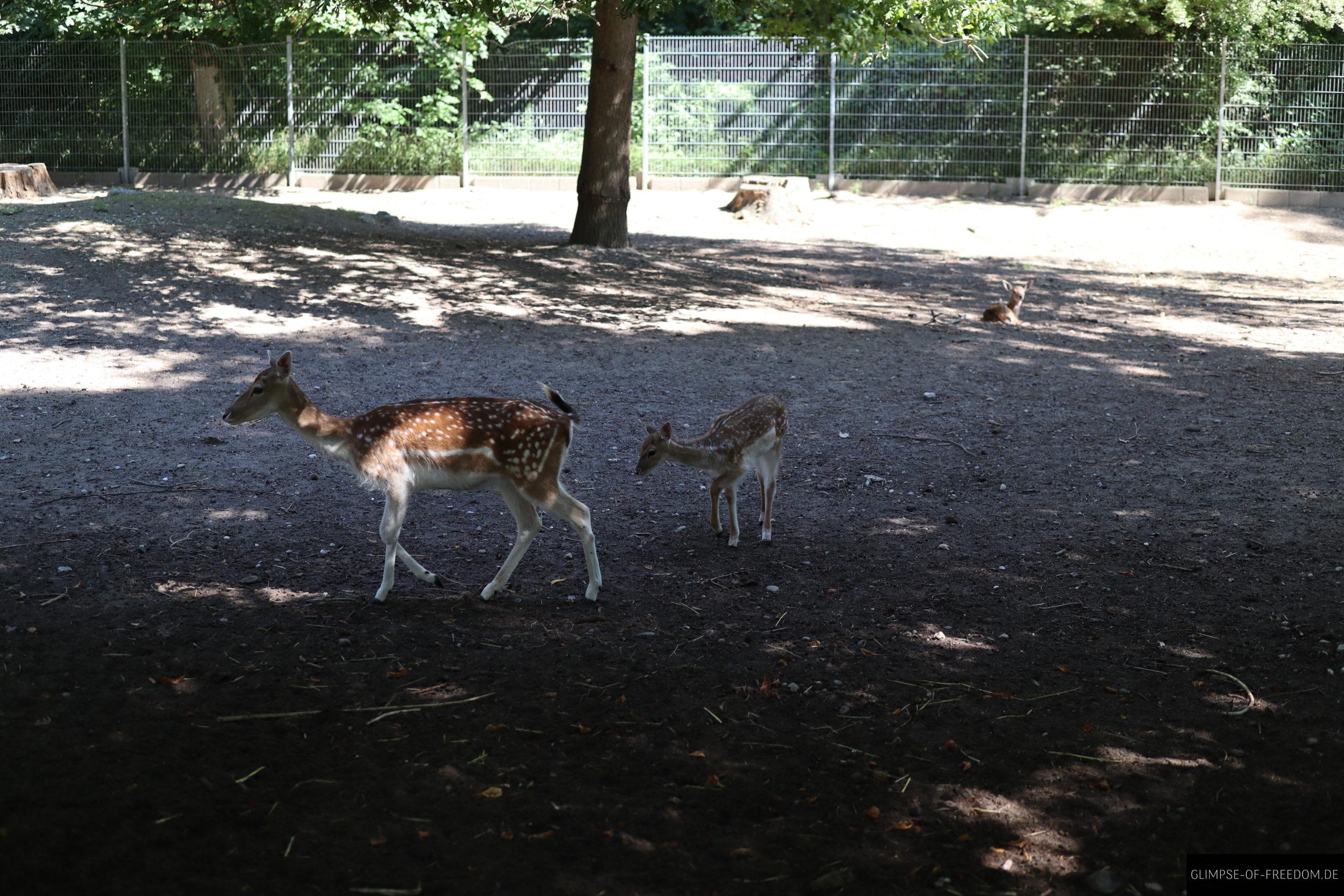 reh und rehkitz scaled 1 reh und rehkitz scaled