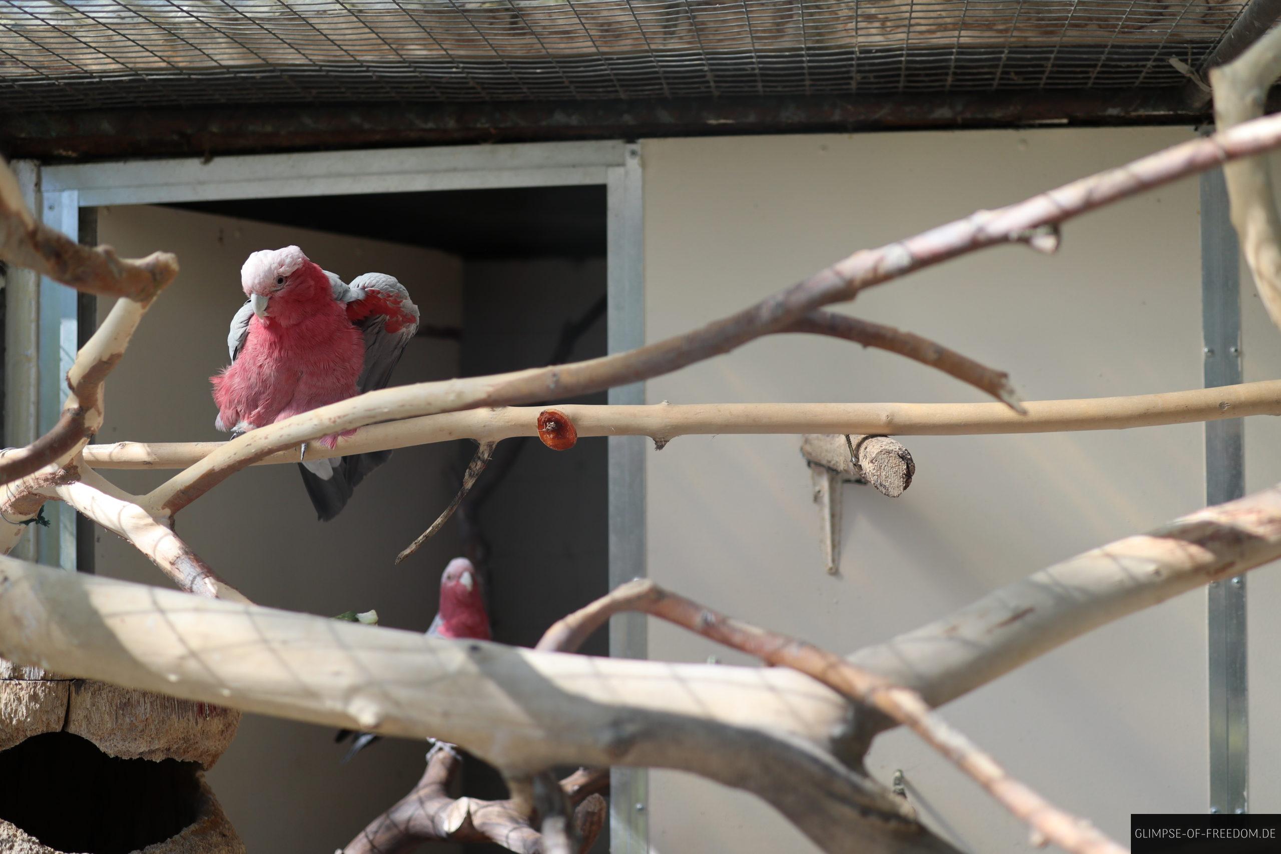 rosakakadu scaled 1 rosakakadu scaled