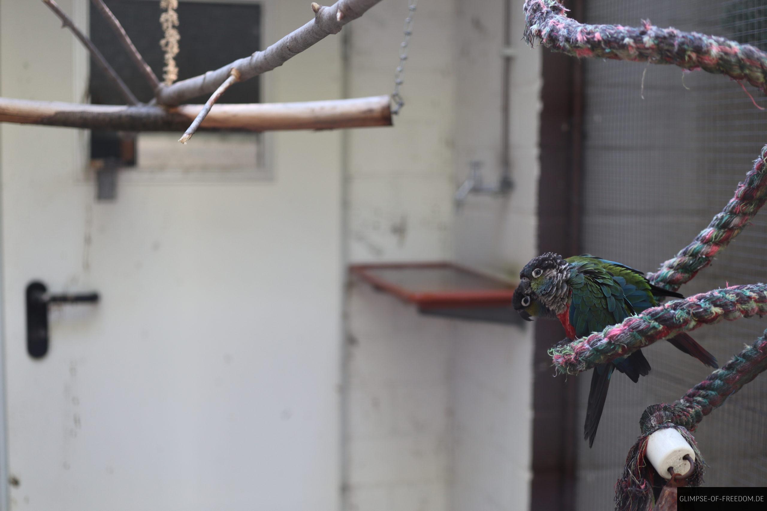 rotbauchsittich aus suedamerika scaled 1 rotbauchsittich aus suedamerika scaled