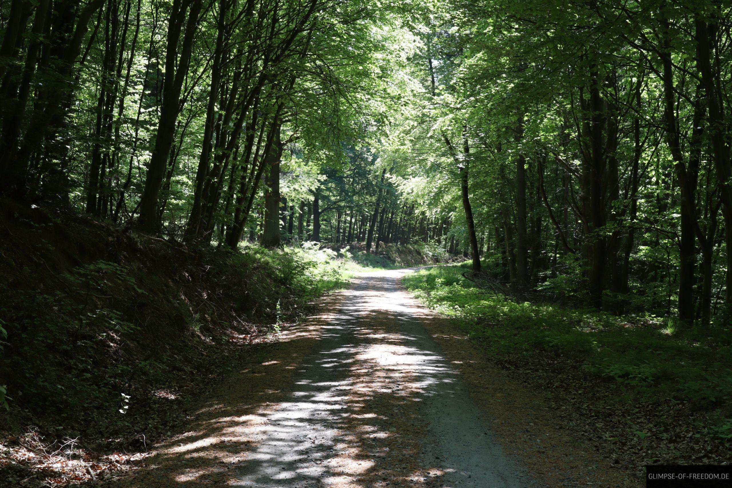 schattiger weg beim wandern scaled 1 schattiger weg beim wandern scaled