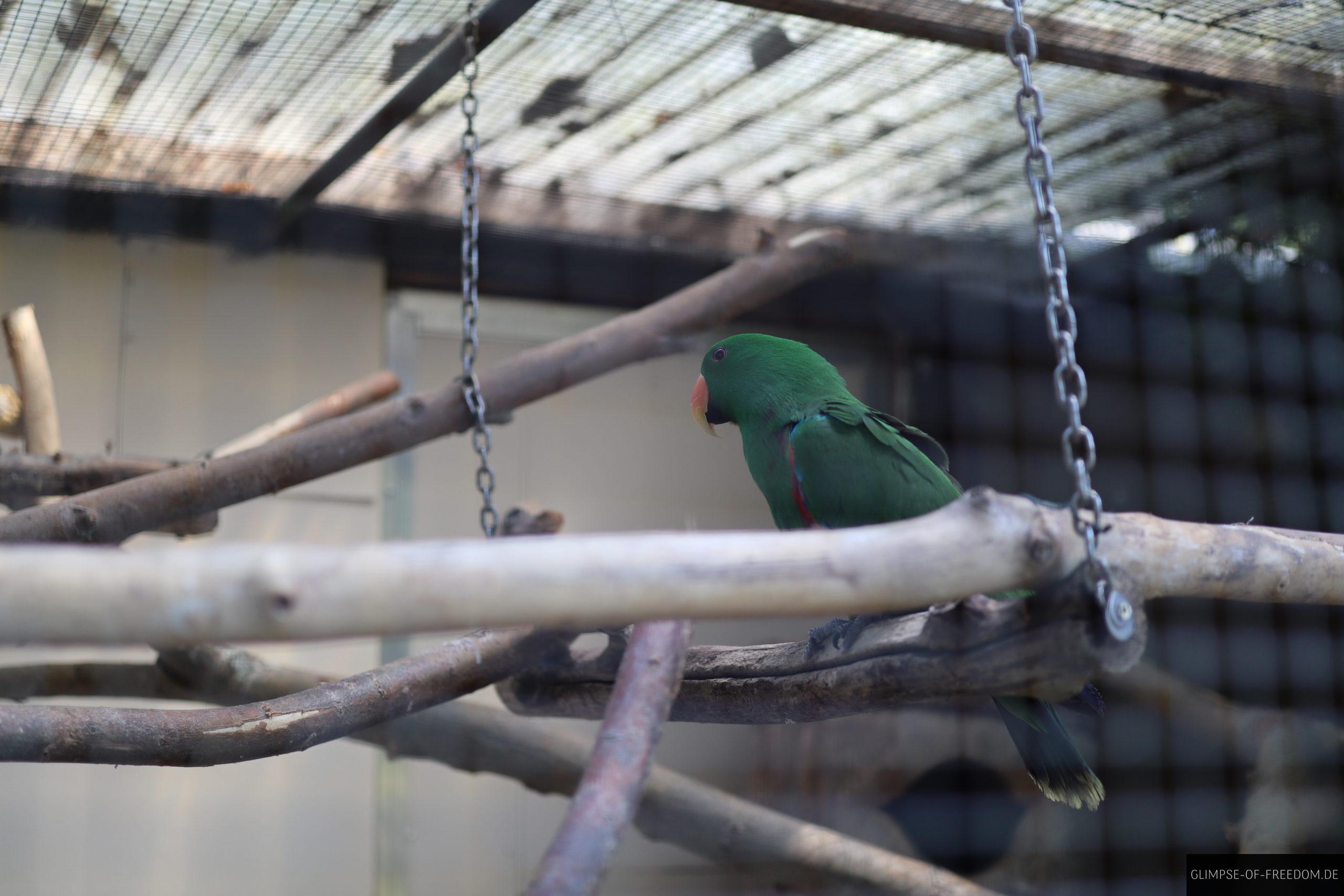 schoensittich in leopoldshafen vogelpark scaled