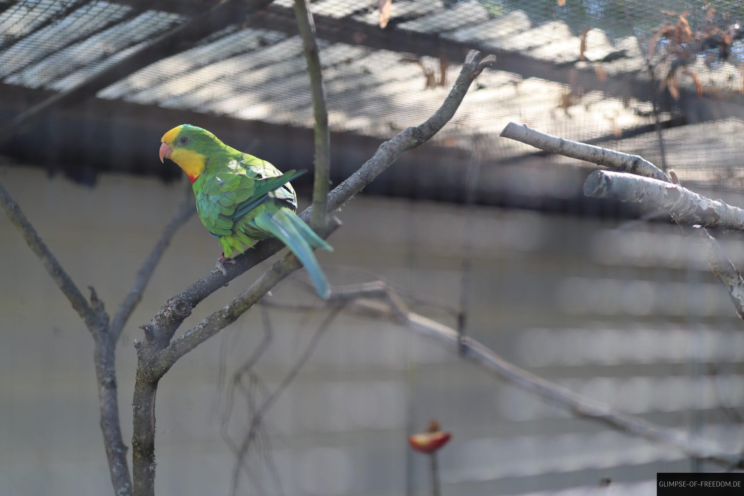 schoensittich scaled 1 schoensittich scaled