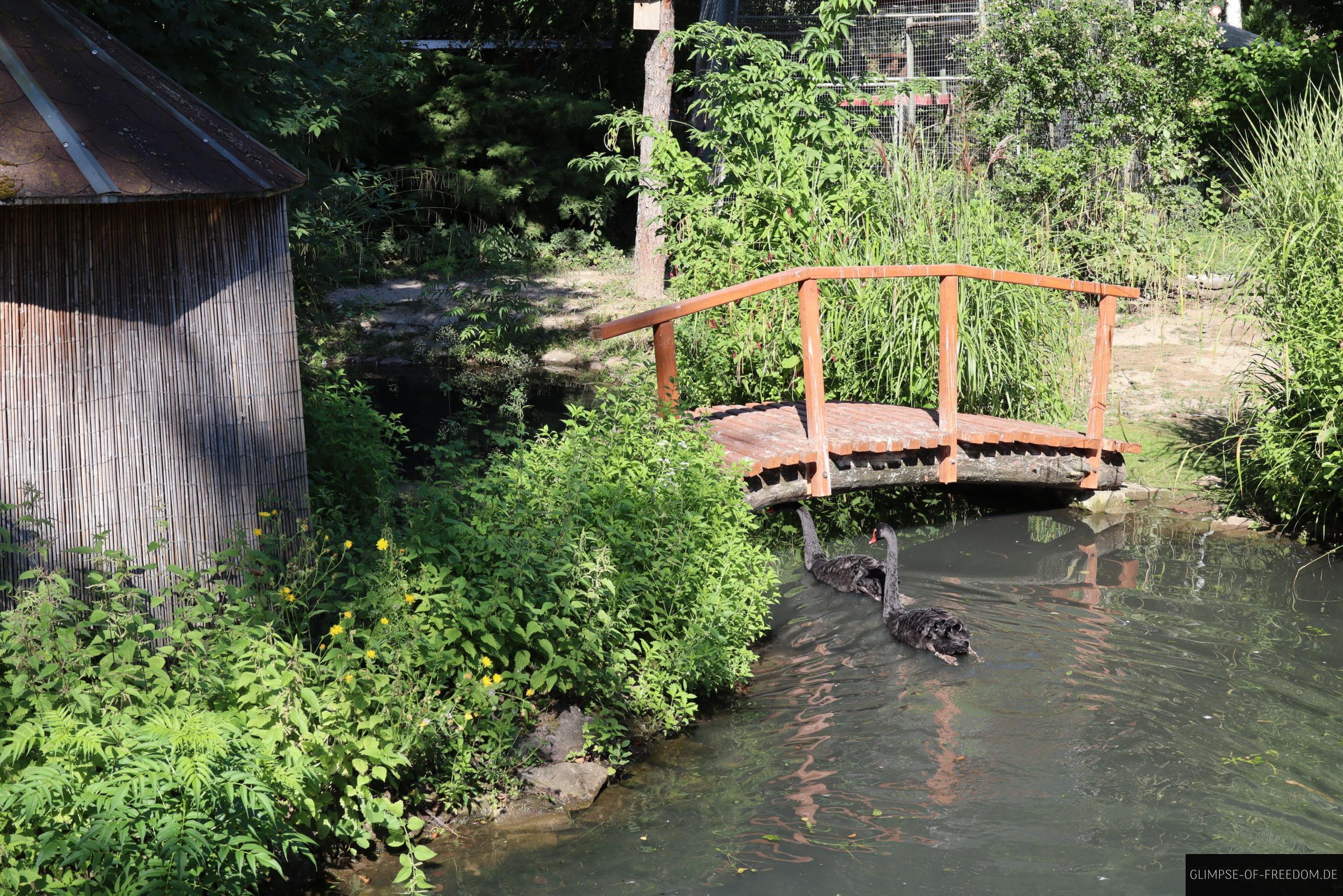 schwan unter der bruecke im vogelpark scaled 1 schwan unter der bruecke im vogelpark scaled