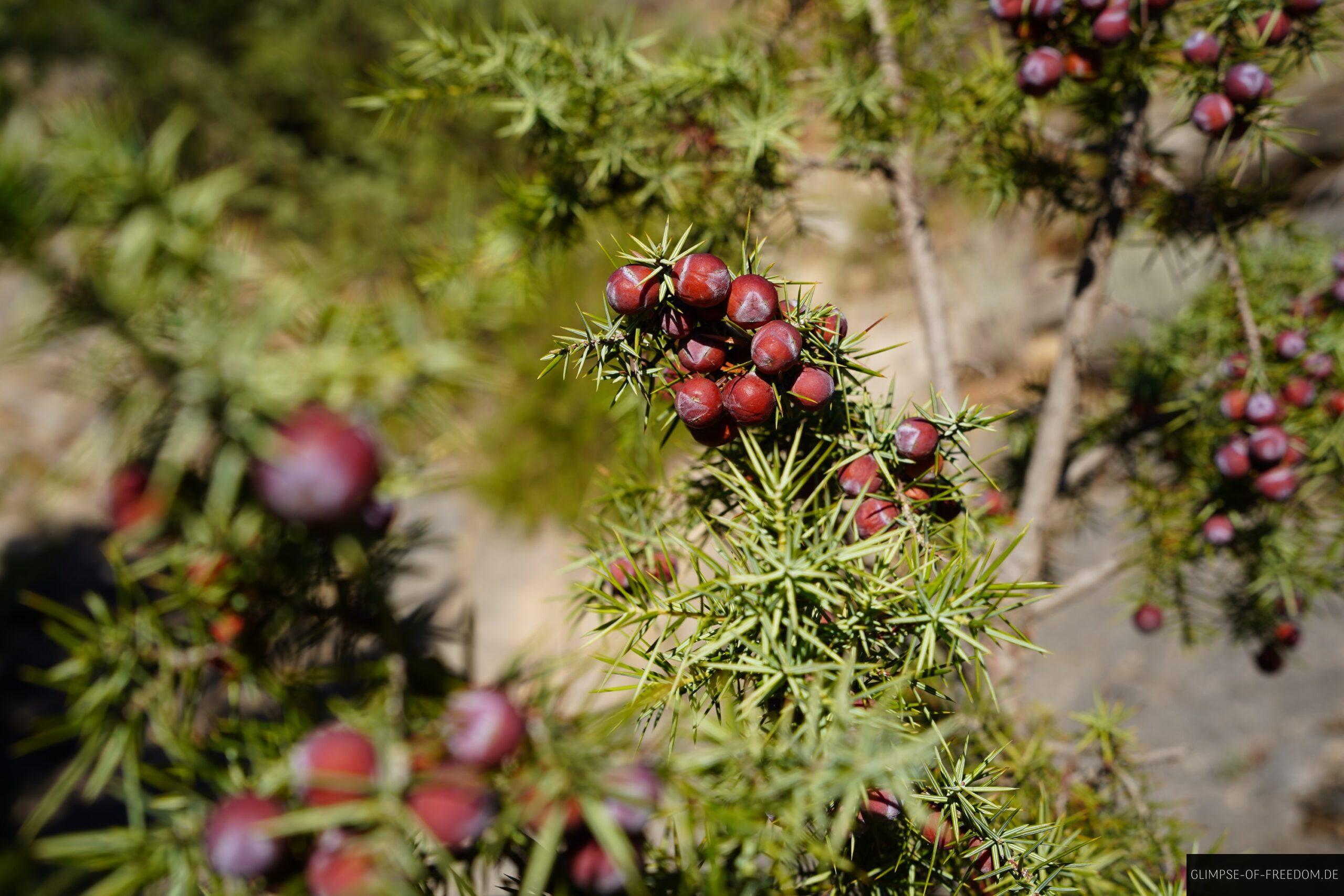 stechpalme rote beeren tavignano schlucht korsika scaled Korsische Stechpalme mit roten Beeren in der Tavignano Schlucht, Korsika.