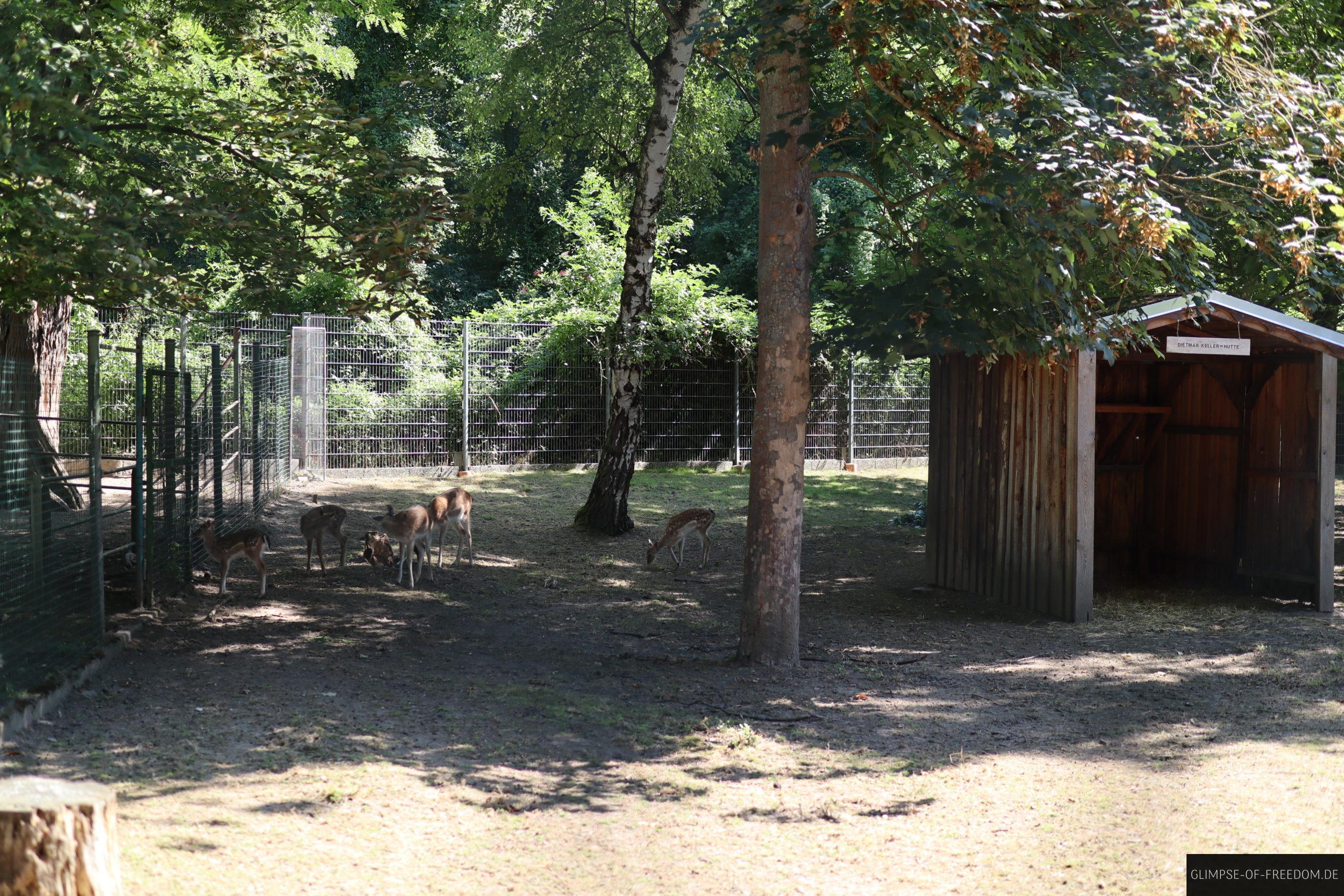vogelpark eggstein und seine rehe scaled 1 vogelpark eggstein und seine rehe scaled