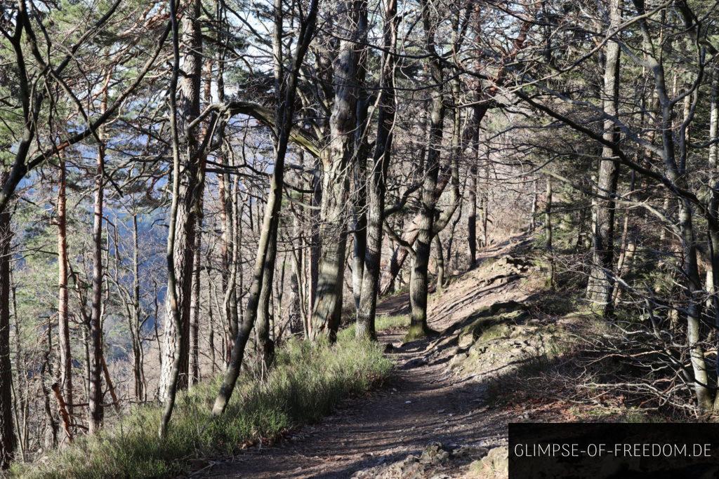 waldweg zum karlsruher grat scaled