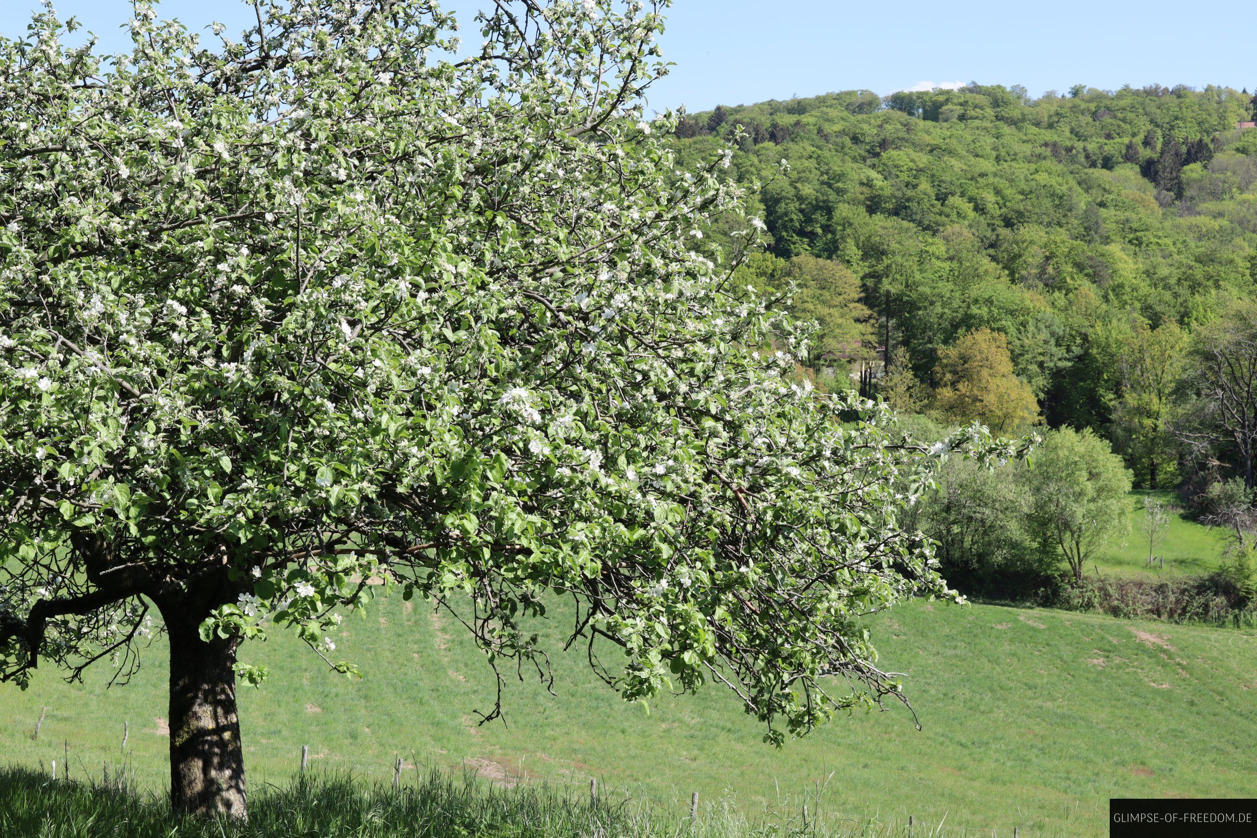 wandern melibokus blueten baum scaled 1 wandern melibokus blueten baum scaled