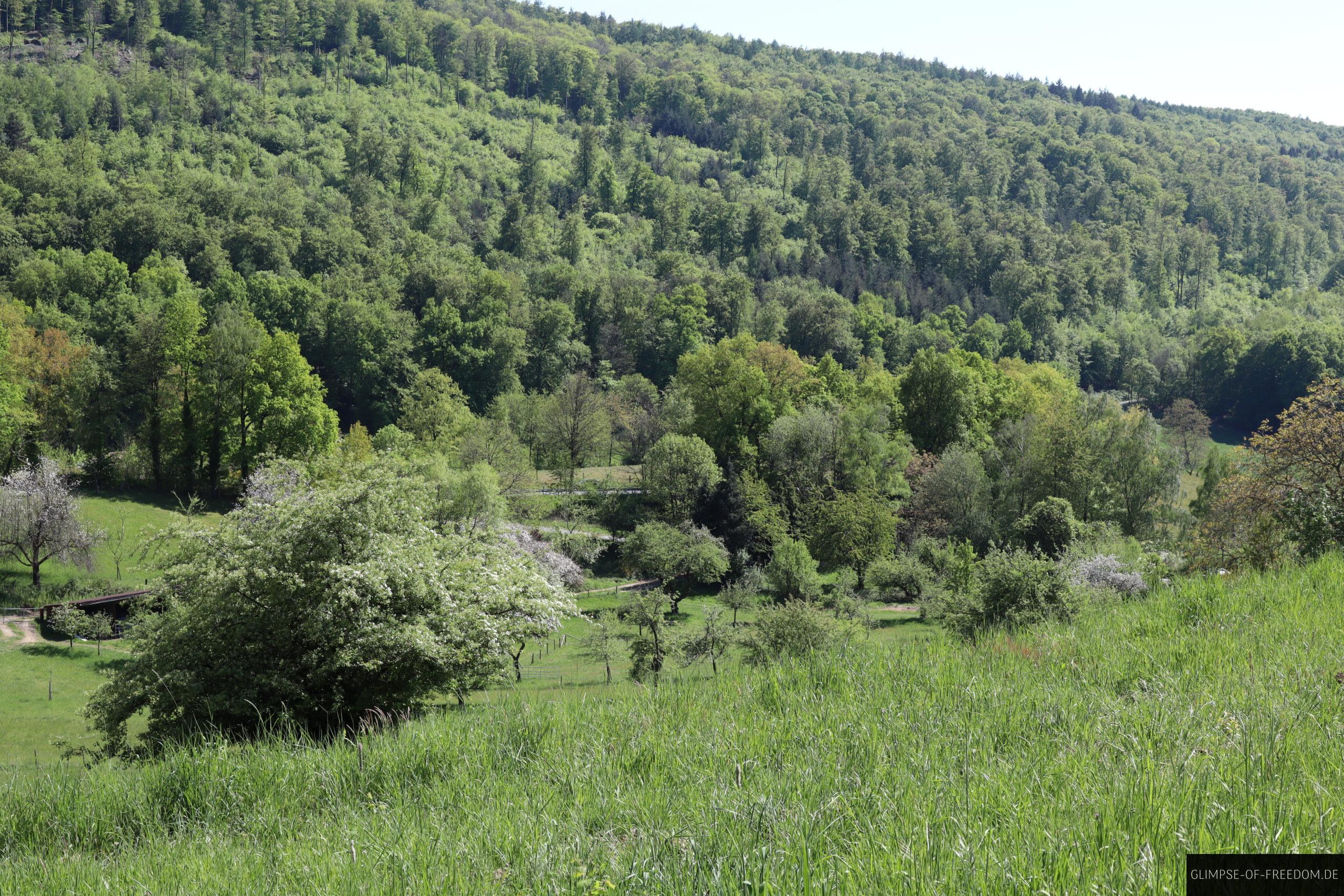 wandern melibokus wiese scaled 1 wandern melibokus wiese scaled