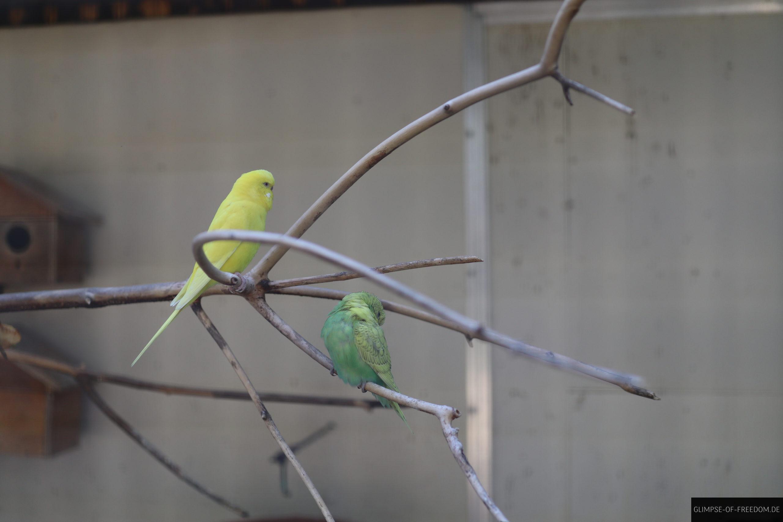 wellensittich scaled 1 wellensittich scaled