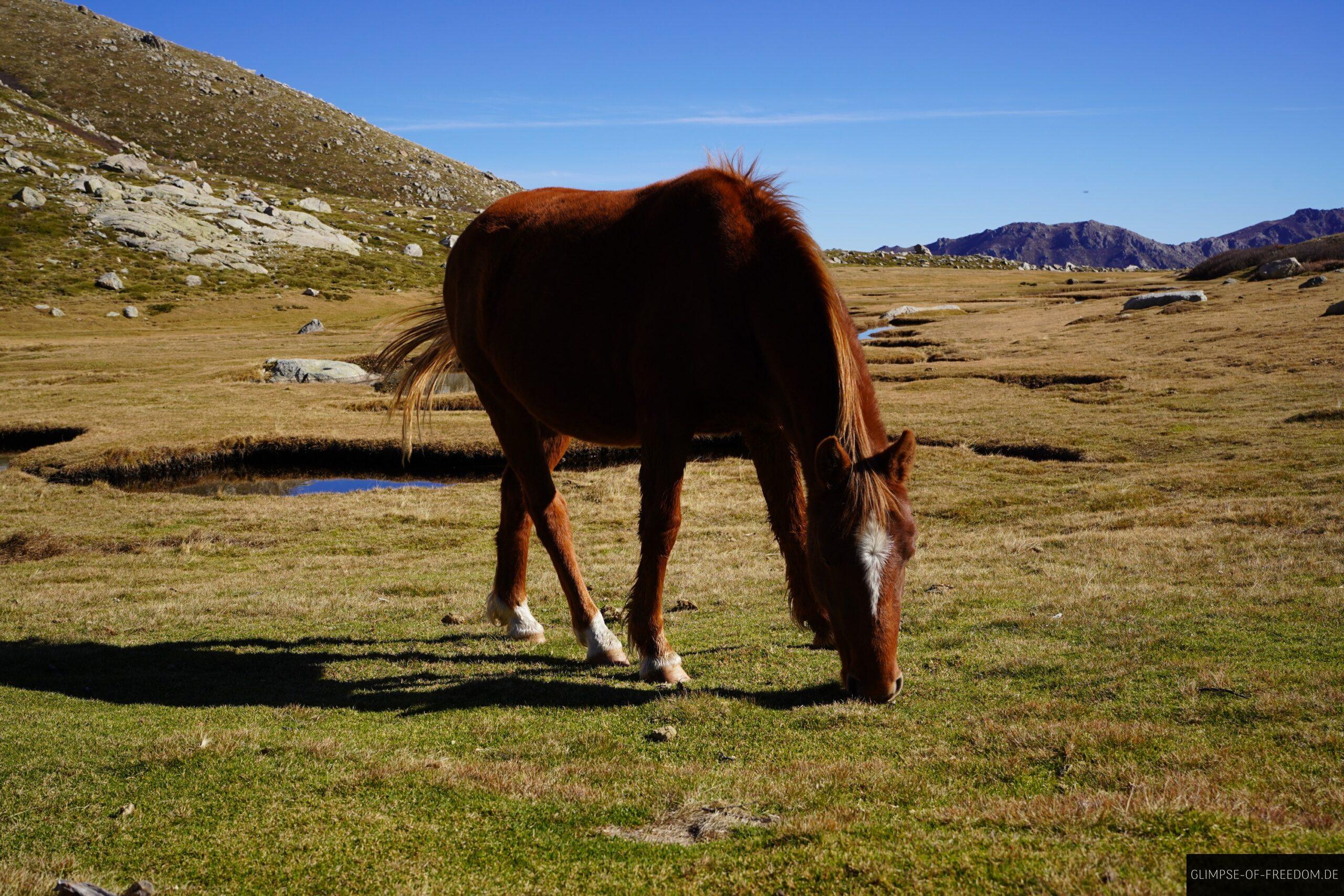 wildpferd pozzi wiesen korsika scaled Braunes Wildpferd grast in den Pozzi-Wiesen auf Korsika vor Bergpanorama unter blauem Himmel.